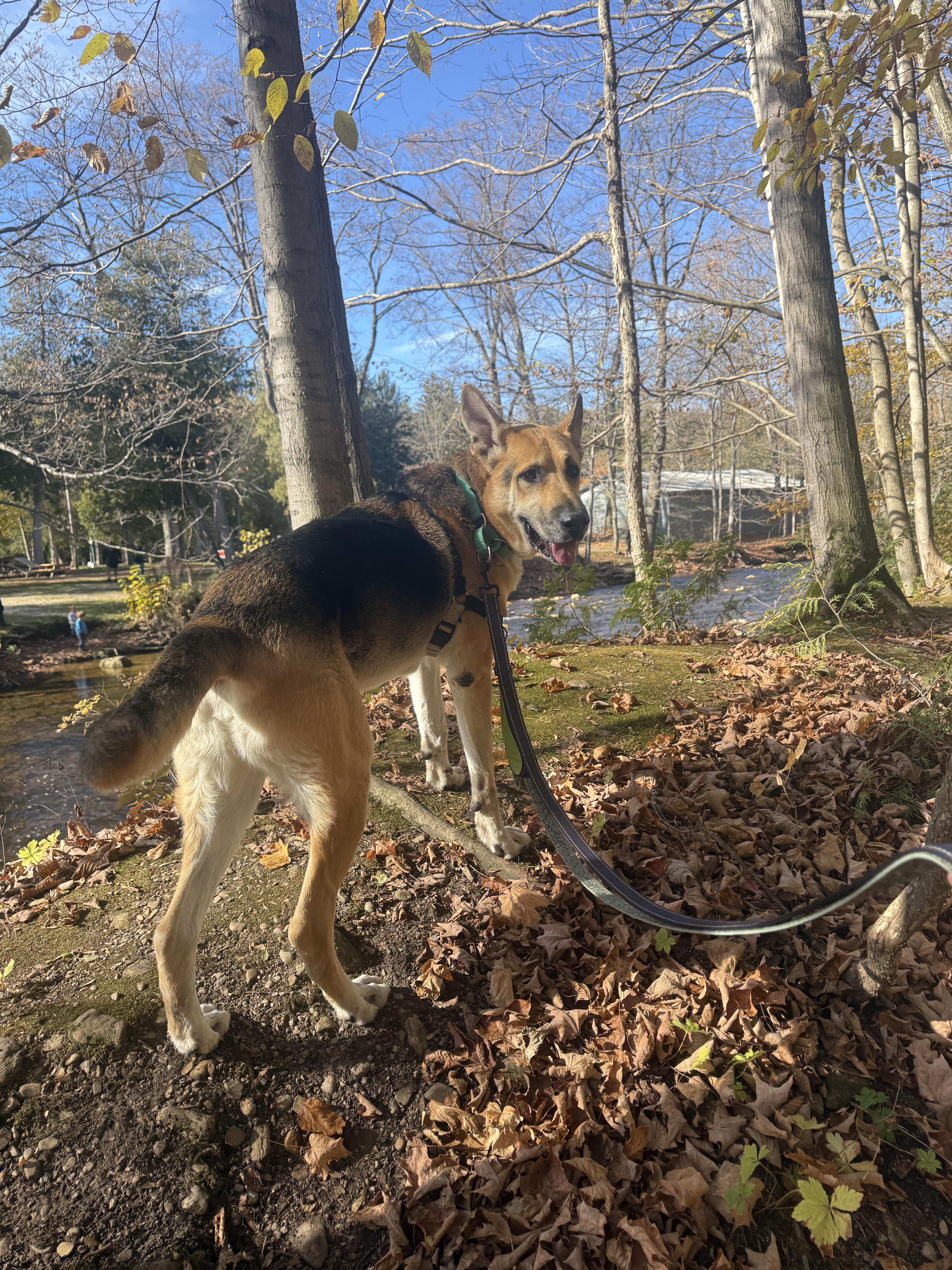 Enlarge Lucky, a Adoptable German Shepherd Dog in Owen Sound, ON image 2/5