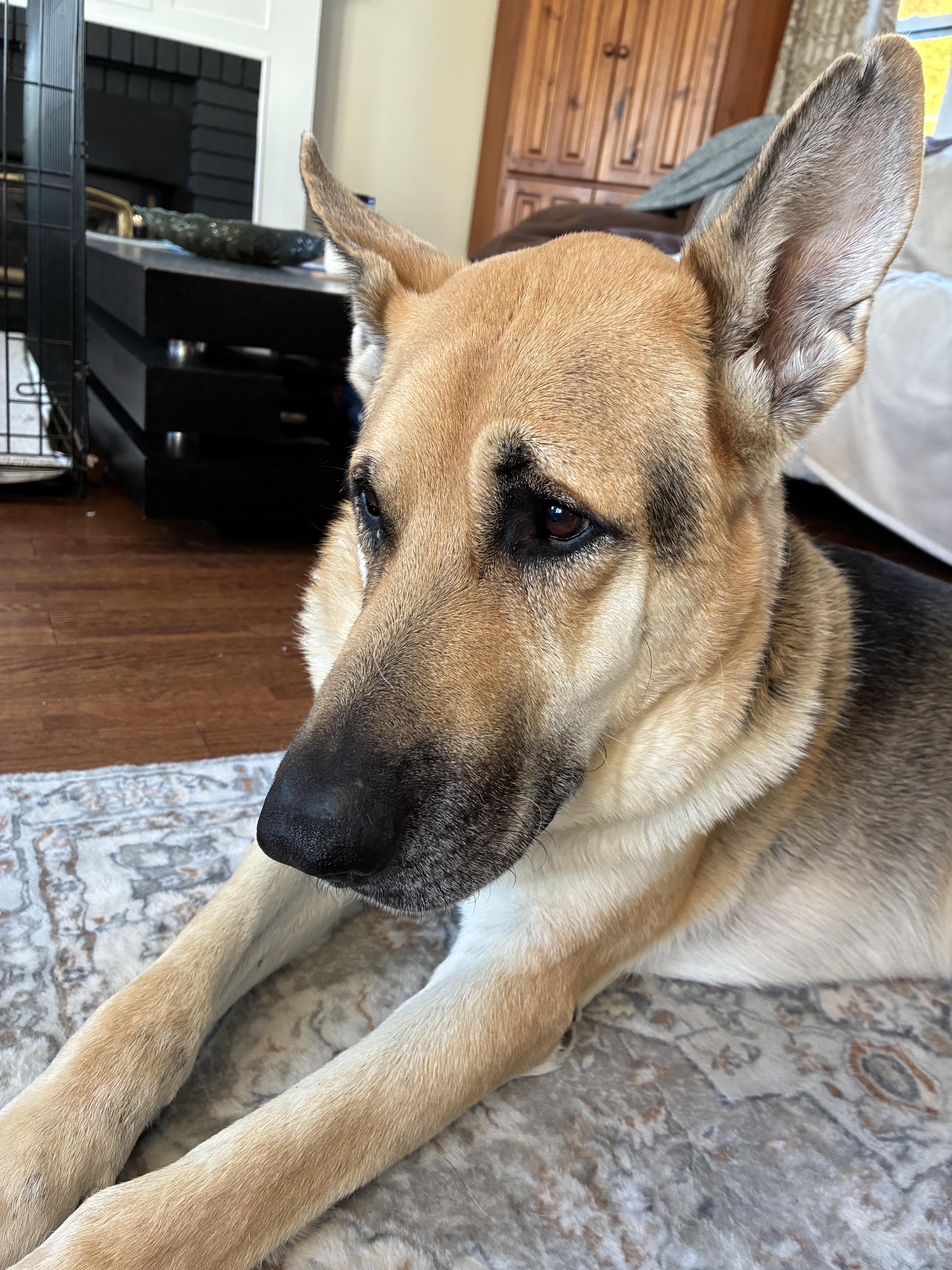 Enlarge Lucky, a Adoptable German Shepherd Dog in Owen Sound, ON image 4/5
