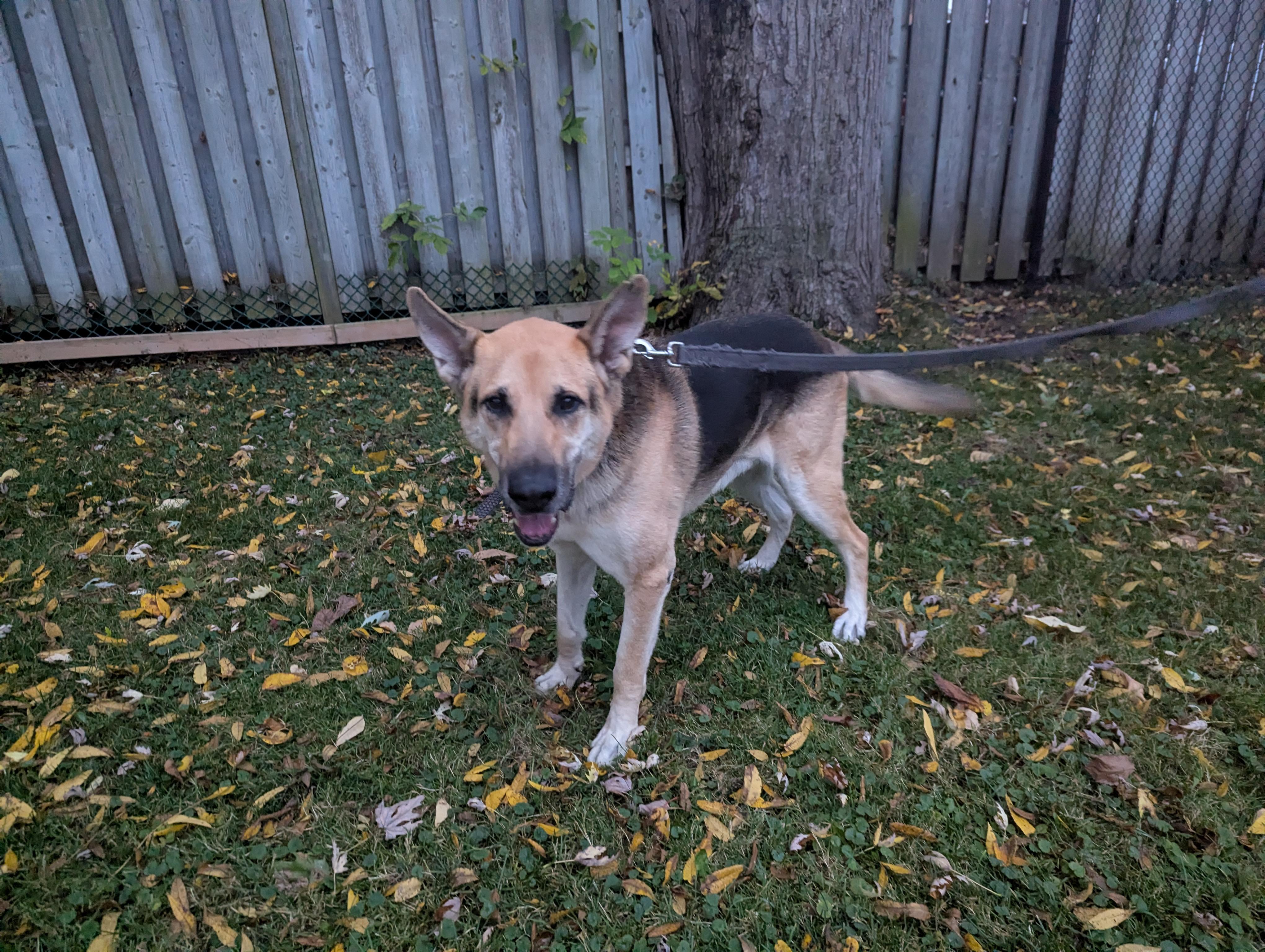 Enlarge Lucky, a Adoptable German Shepherd Dog in Owen Sound, ON image 5/5