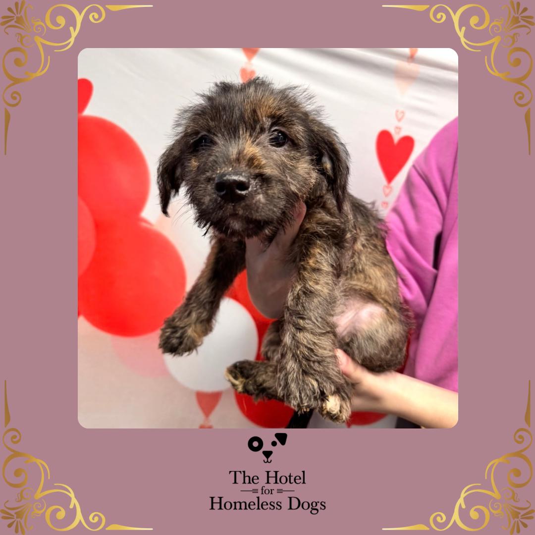 Belle, adopted, Puppy Female Yorkshire Terrier & American Staffordshire Terrier.