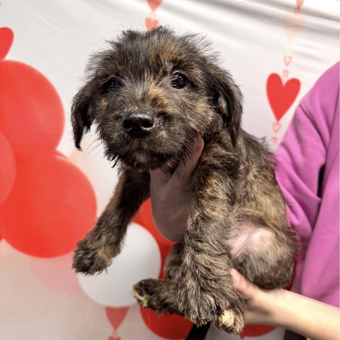 Belle, an adopted mixed breed in Cumberland, RI image 2/2