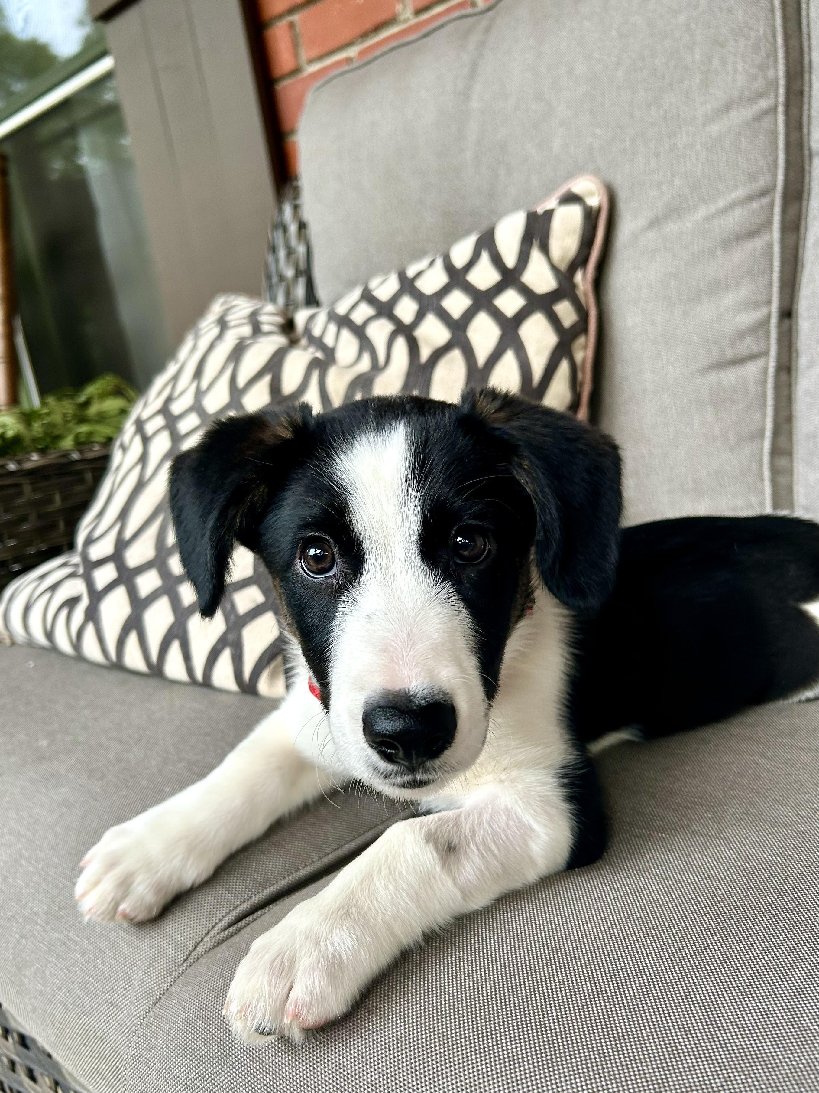 Enlarge OLLIE, a Adoptable mixed breed in Fosters, AL image 4/6