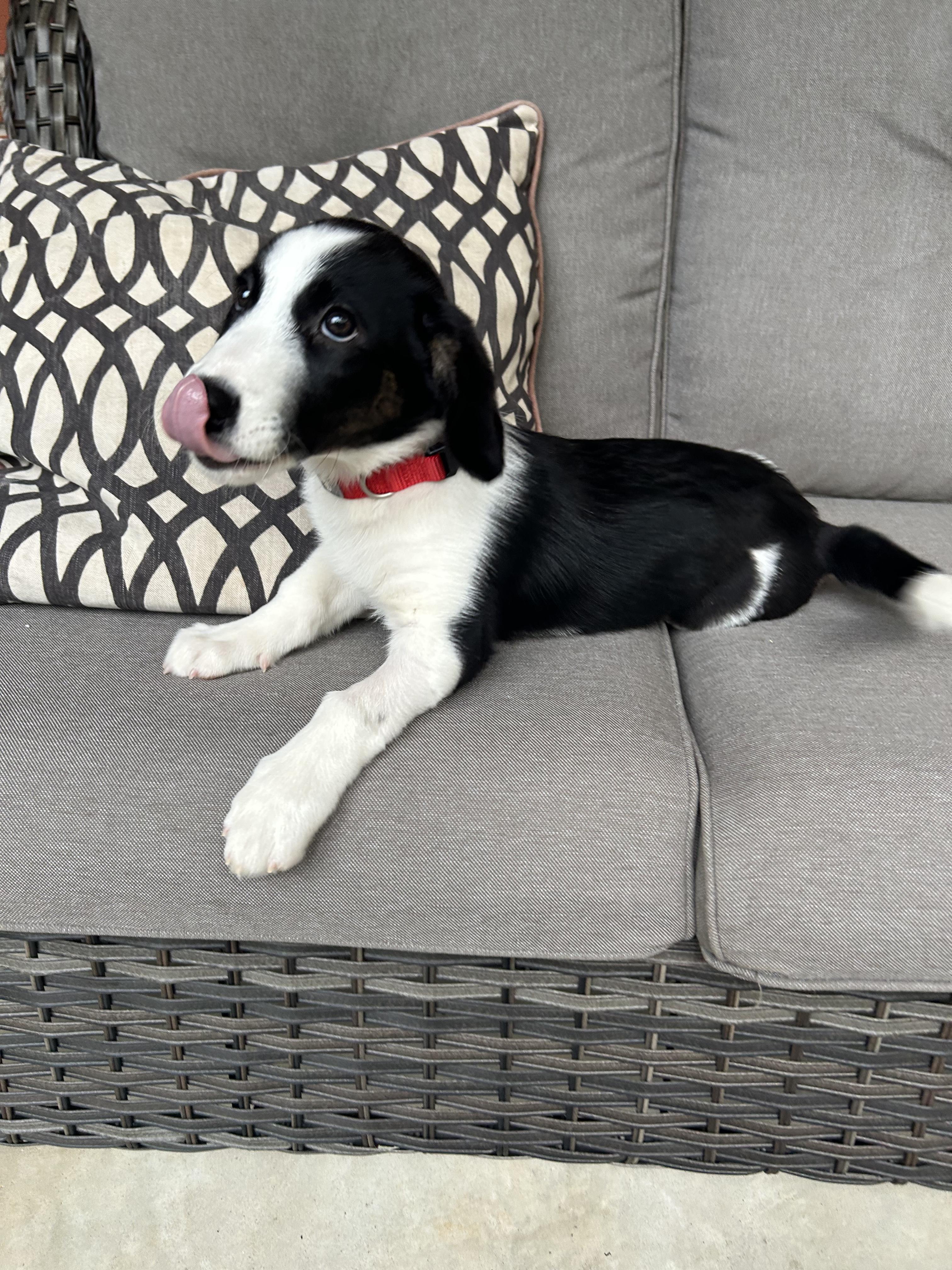 Enlarge OLLIE, a Adoptable mixed breed in Fosters, AL image 6/6