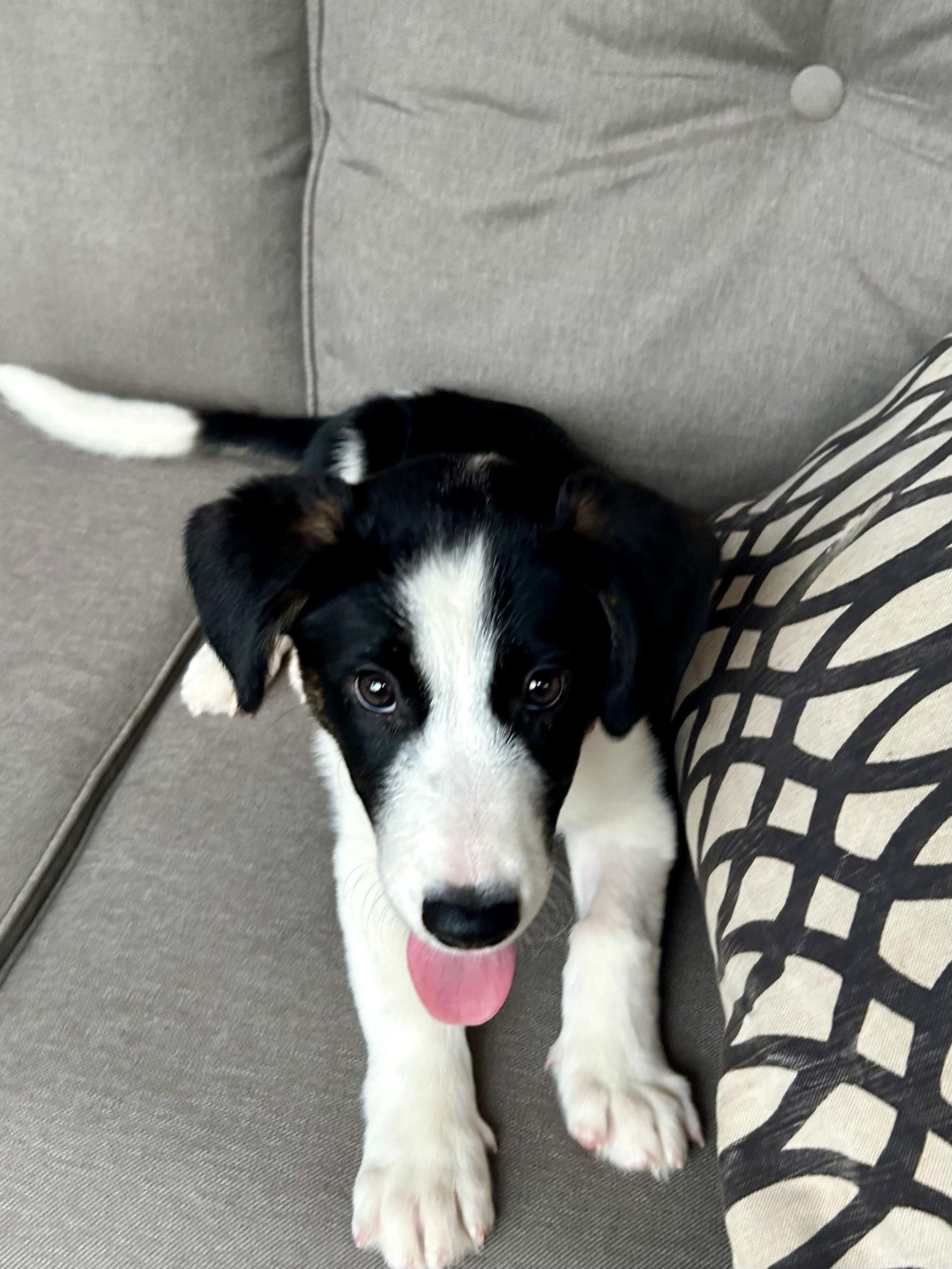 Enlarge OLLIE, a Adoptable mixed breed in Fosters, AL image 2/6