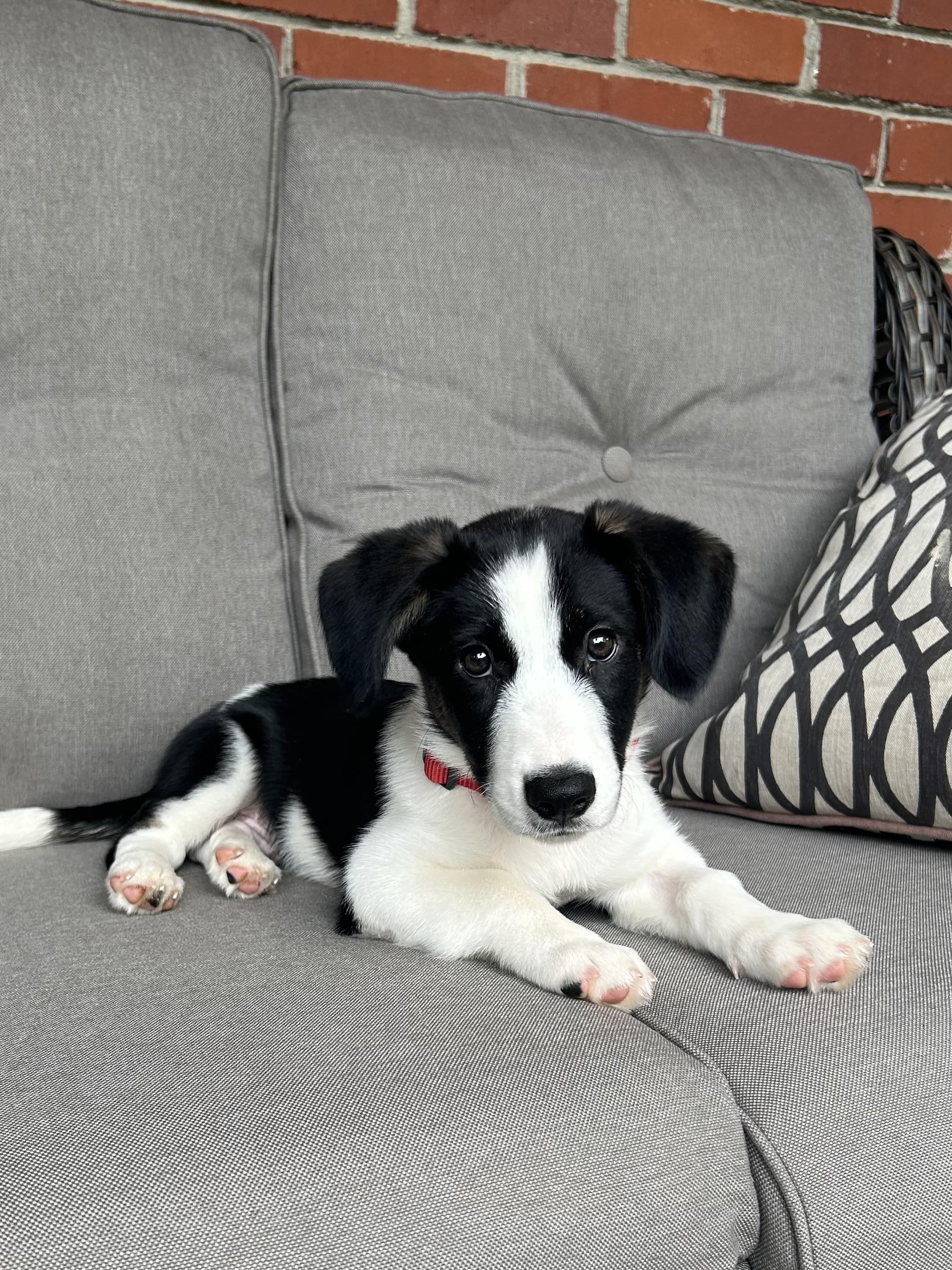 Enlarge OLLIE, a Adoptable mixed breed in Fosters, AL image 1/6