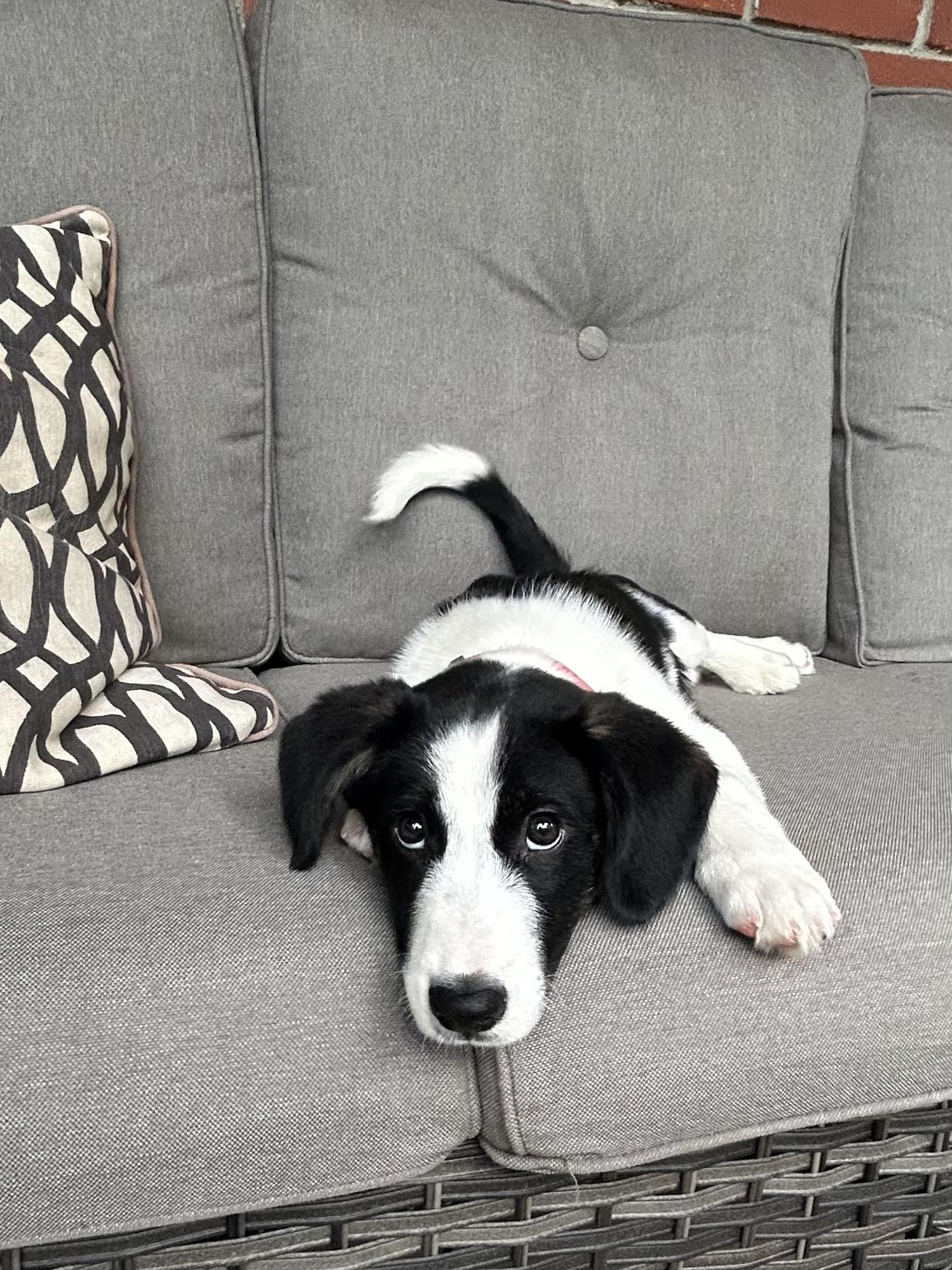 Enlarge OLLIE, a Adoptable mixed breed in Fosters, AL image 5/6