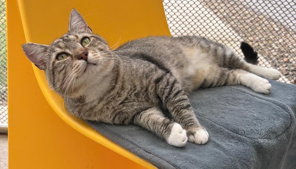 Enlarge Meatball / AC 27646, a Adoptable mixed breed in Greeneville, TN image 2/4