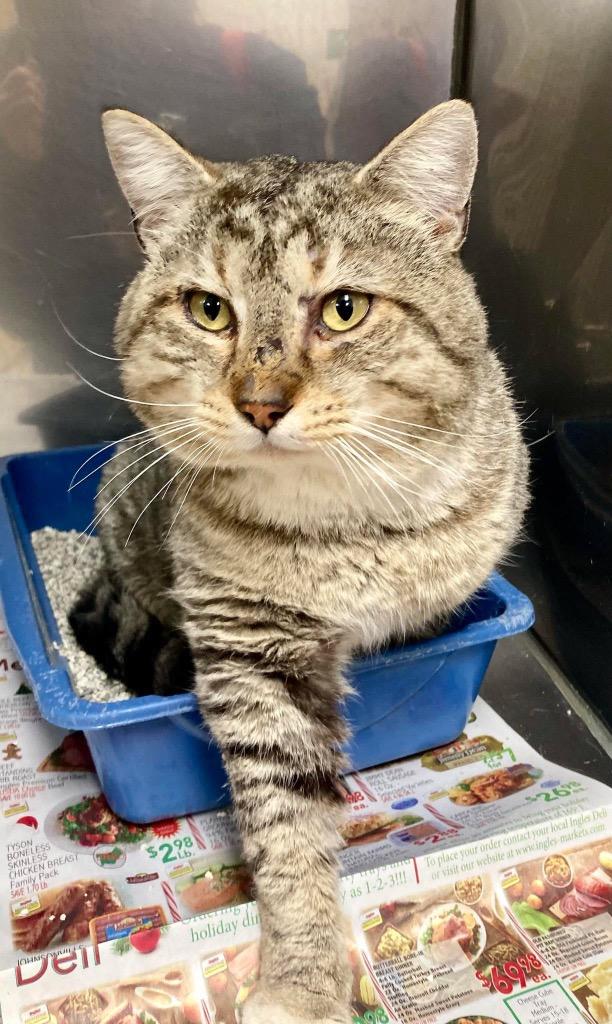 Enlarge Meatball / AC 27646, a Adoptable mixed breed in Greeneville, TN image 4/4
