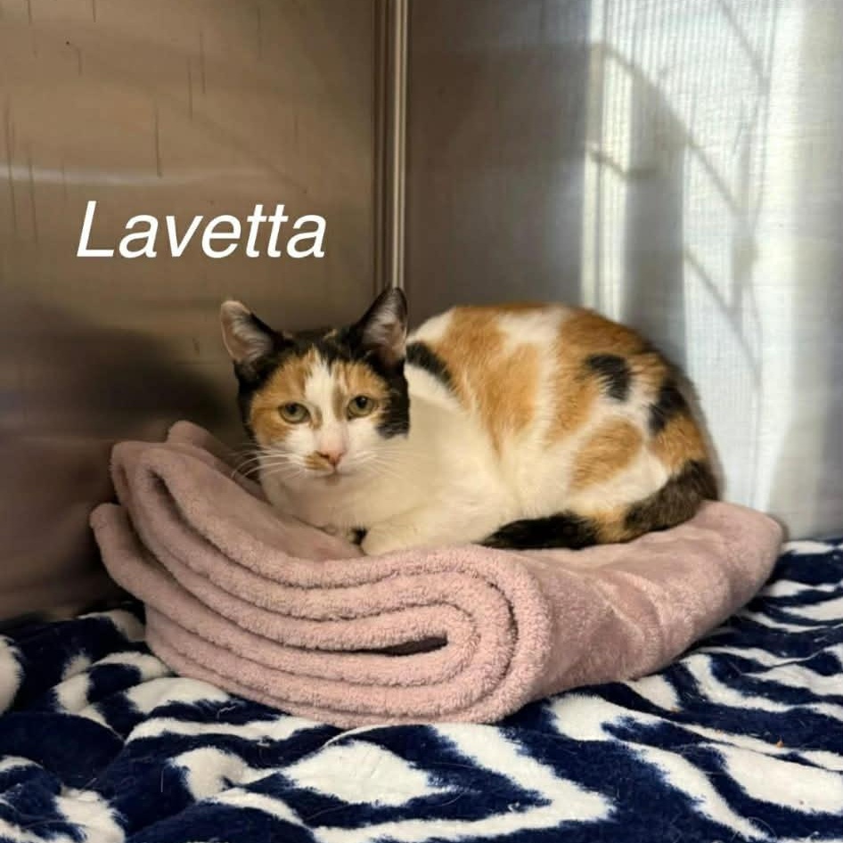 Lavetta, Adoptable, Adult Female Calico.