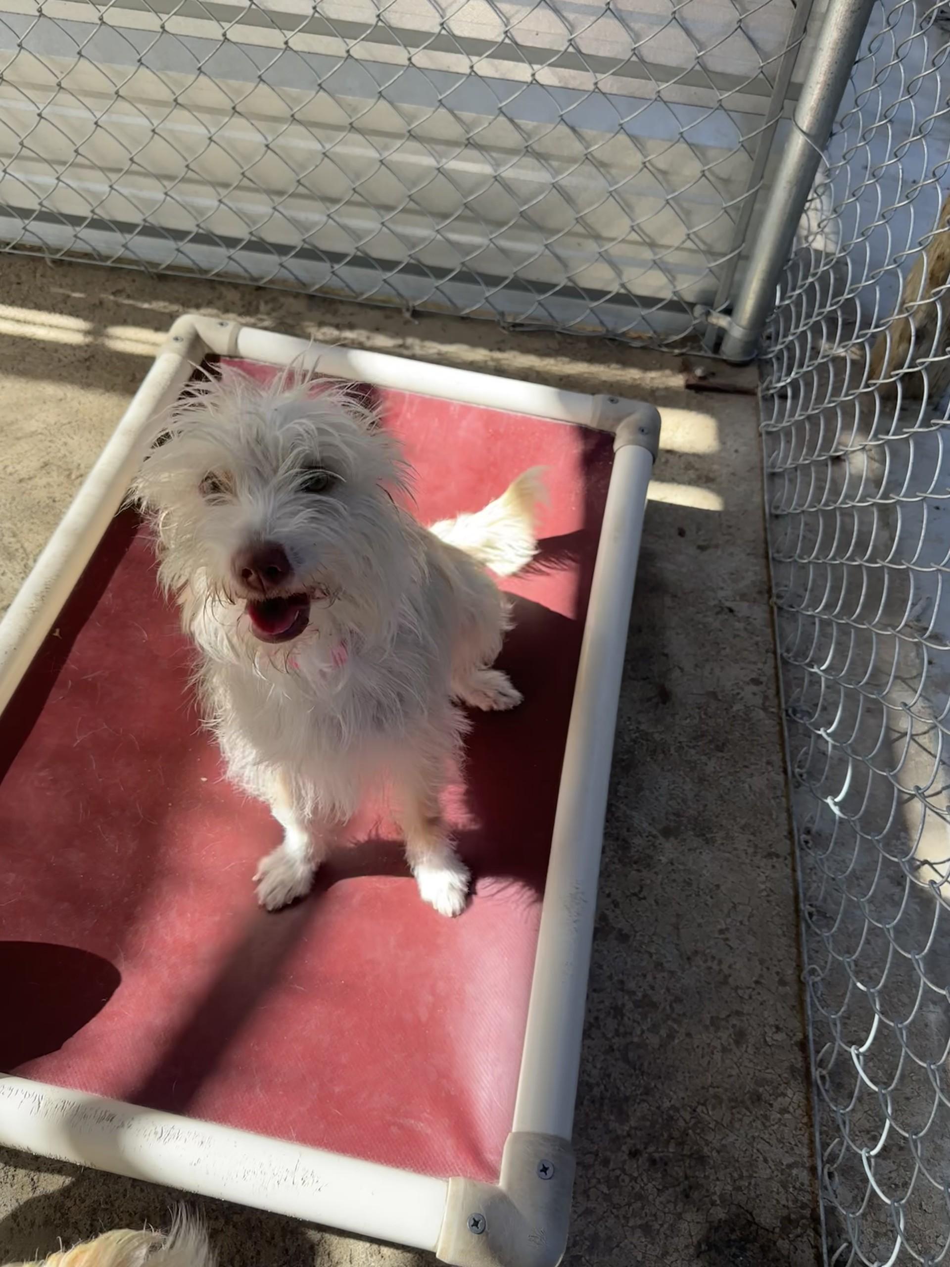 AMY, Adult Female unknown