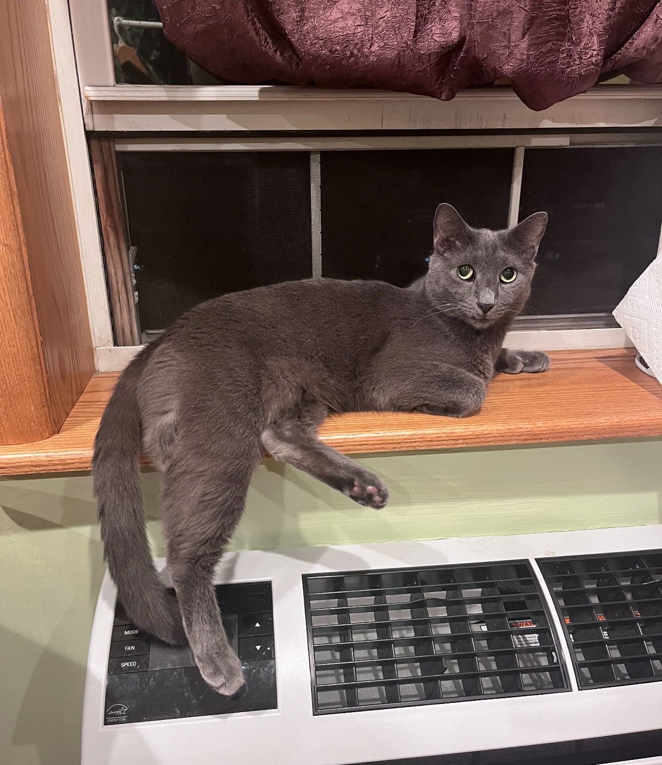 Quincy, a Adoptable Domestic Short Hair in Brooklyn, NY image 6/6