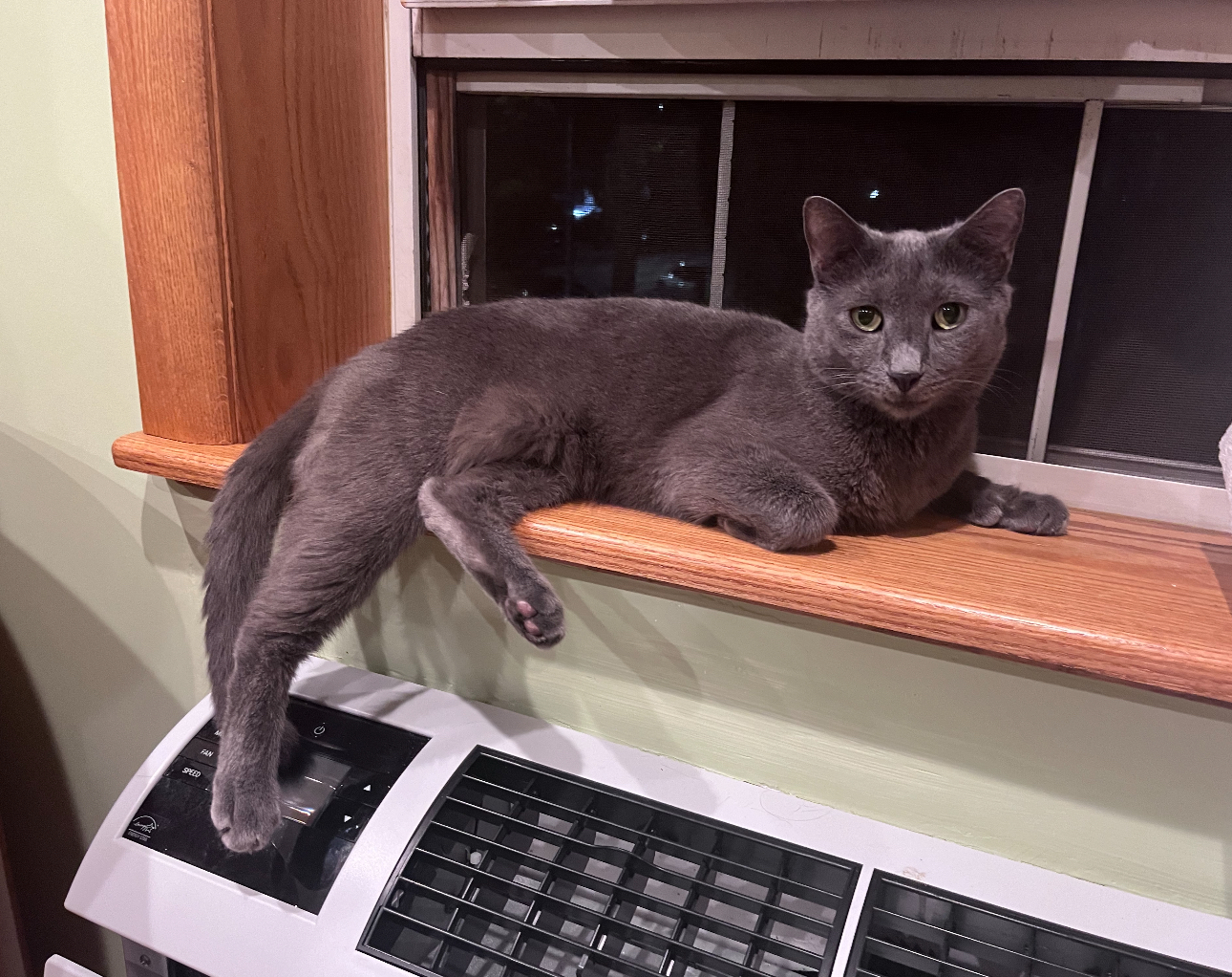 Quincy, a Adoptable Domestic Short Hair in Brooklyn, NY image 4/6