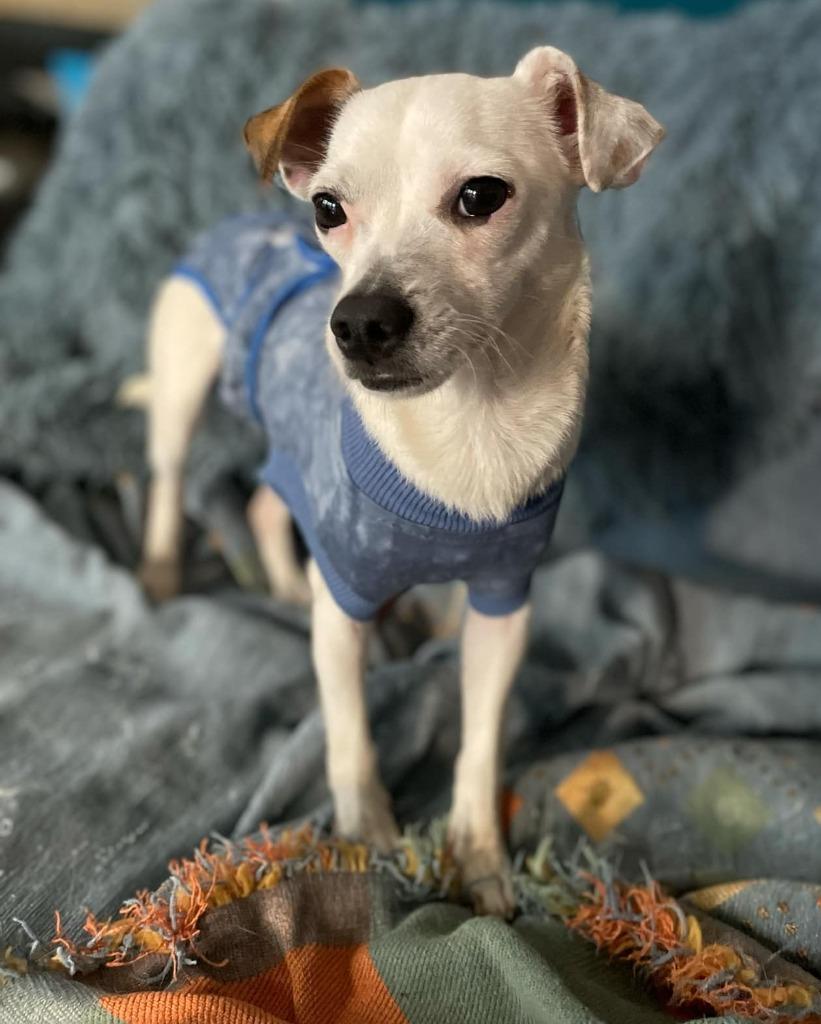Sundae, Adoptable, Adult Female Chihuahua.
