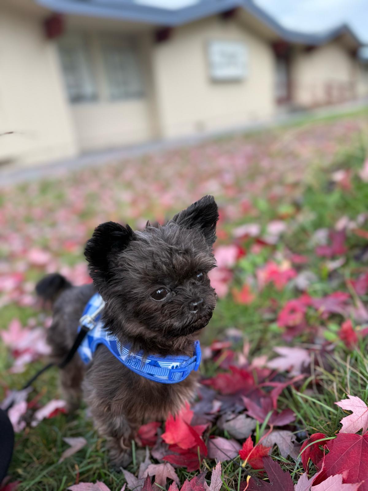 miko, Adopted, Young Male Maltese & Papillon.
