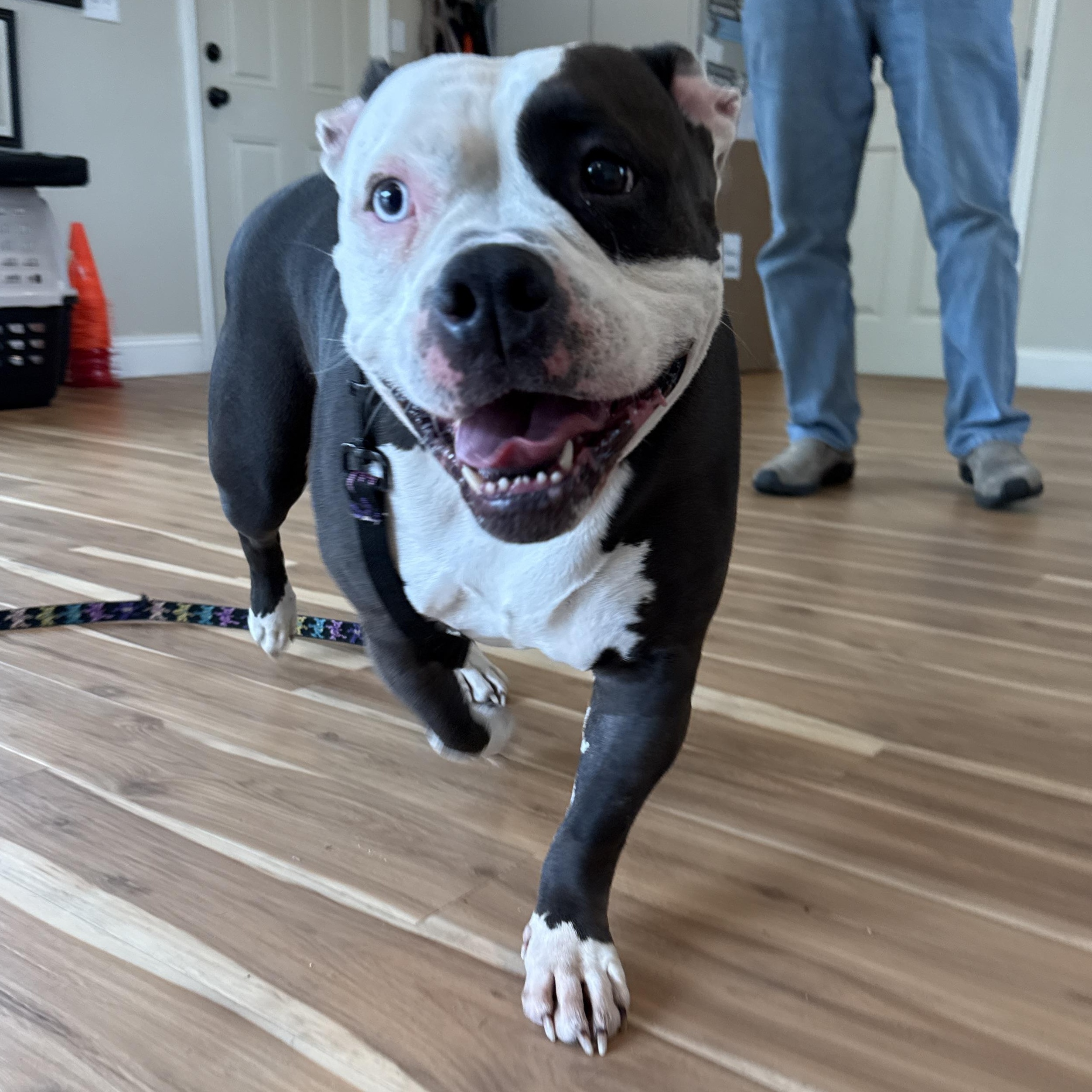 Enlarge Cali, a ADOPTABLE mixed breed in Cranston, RI image 5/5