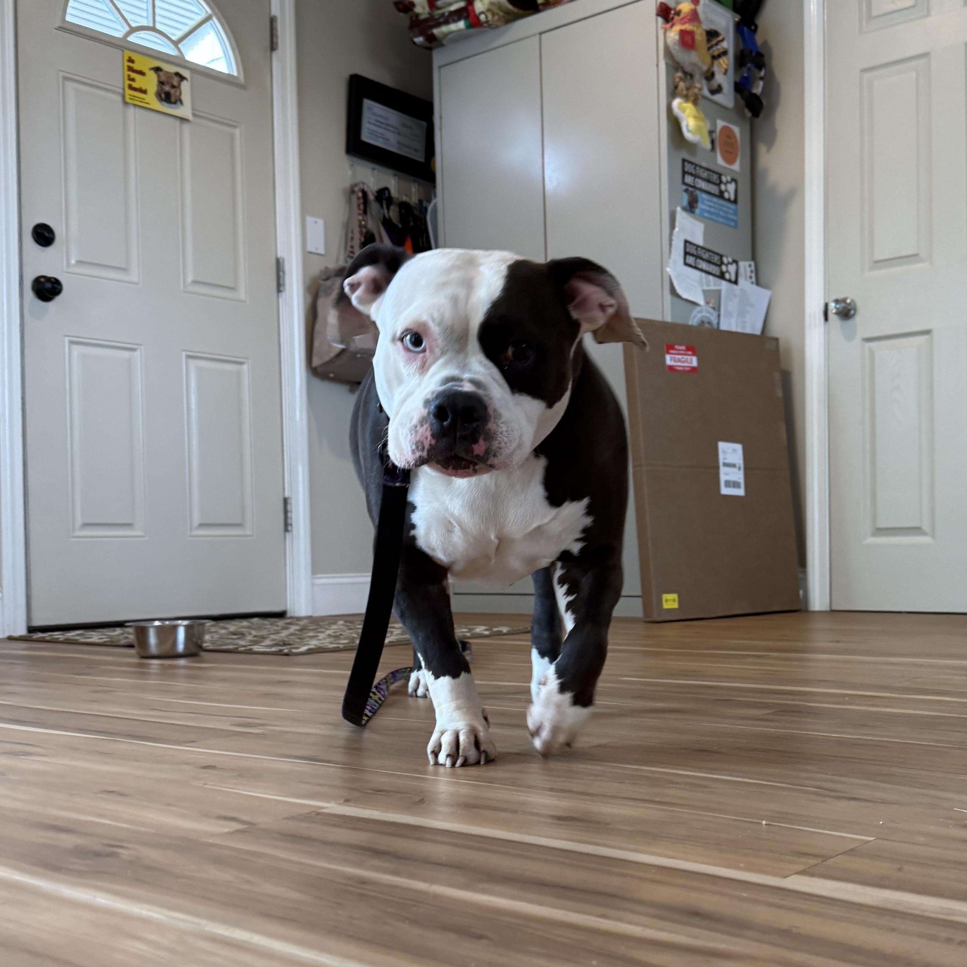 Cali, Adoptable, Young Female American Bulldog & American Bully.