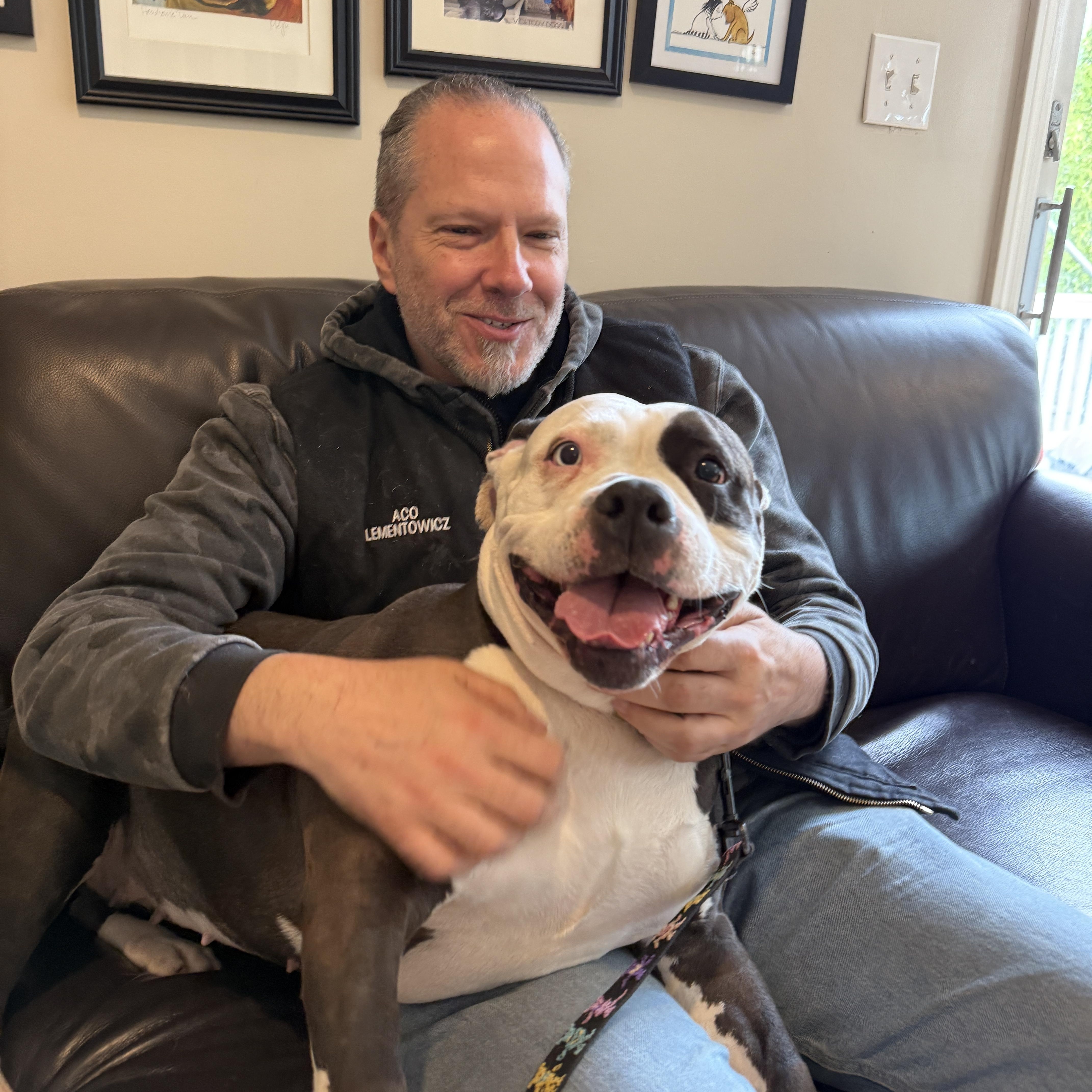 Enlarge Cali, a ADOPTABLE mixed breed in Cranston, RI image 3/5