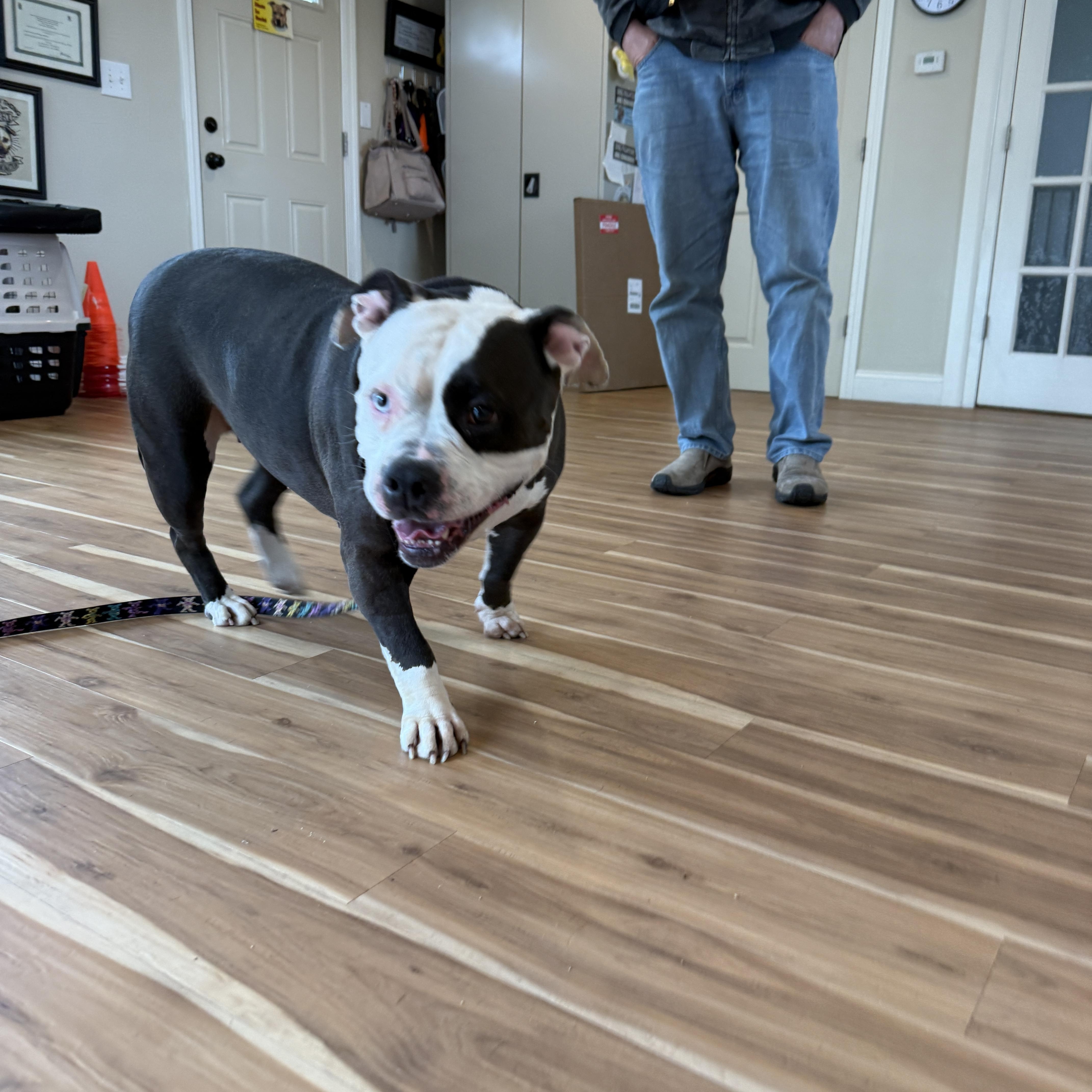 Enlarge Cali, a ADOPTABLE mixed breed in Cranston, RI image 4/5