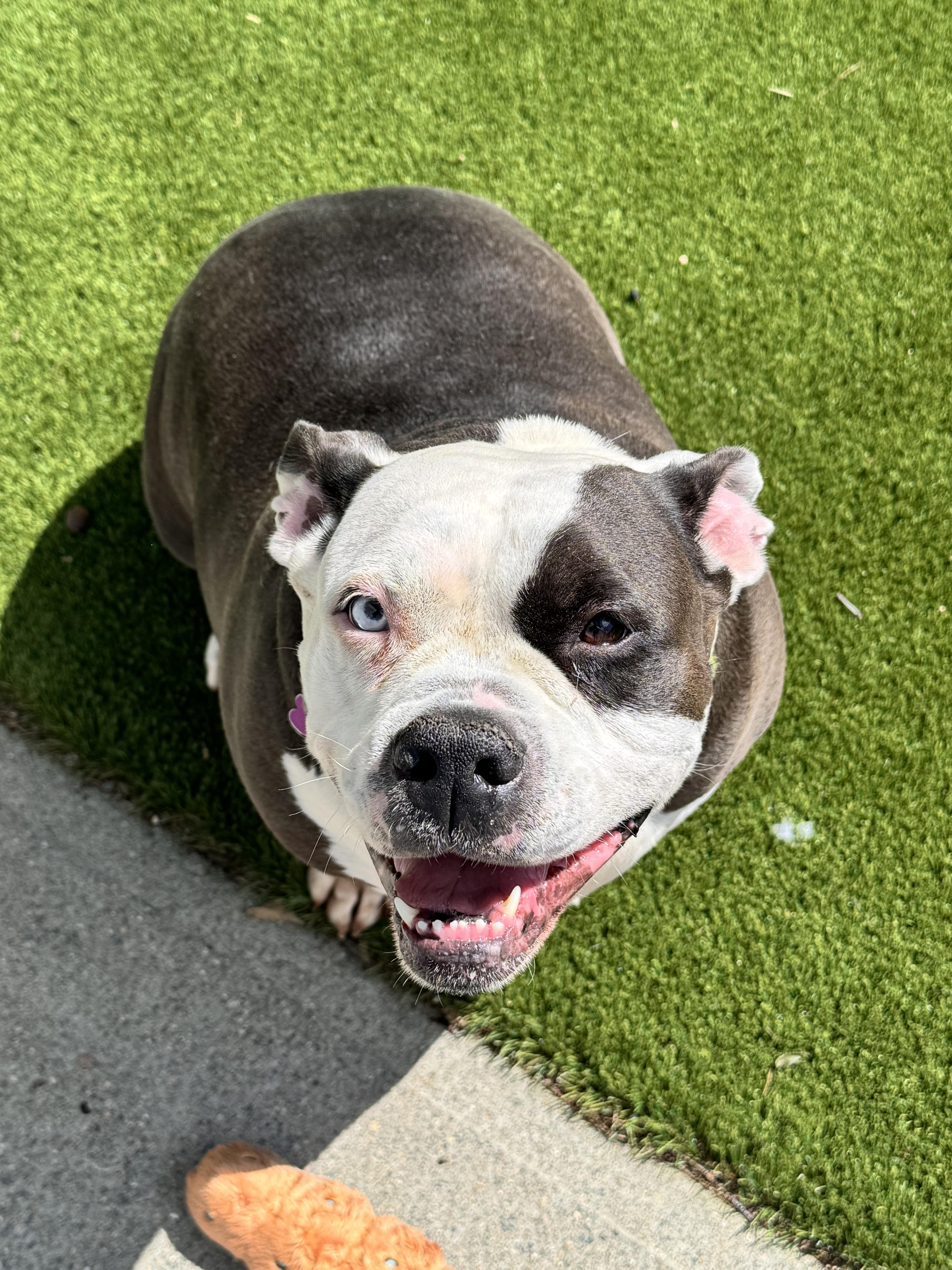 Enlarge Cali, a Adoptable mixed breed in Cranston, RI image 5/5