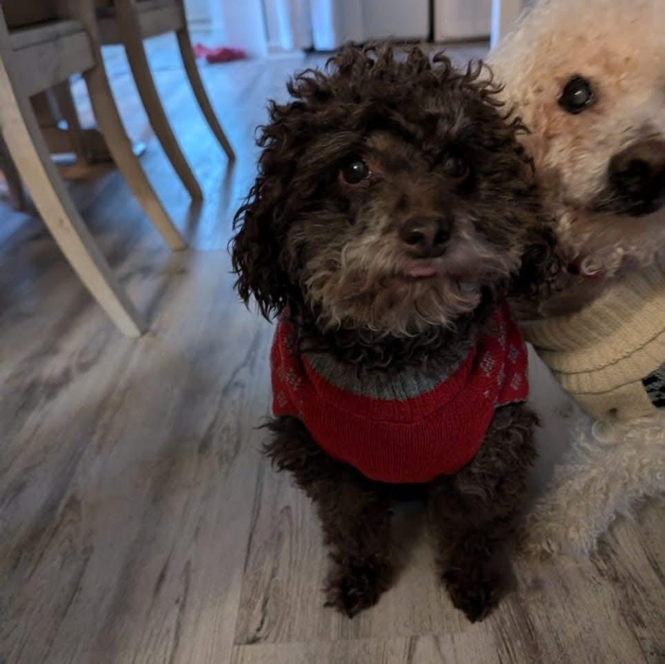 Enlarge Lenny, an adoptable Miniature Poodle in Orland Park, IL image 5/5