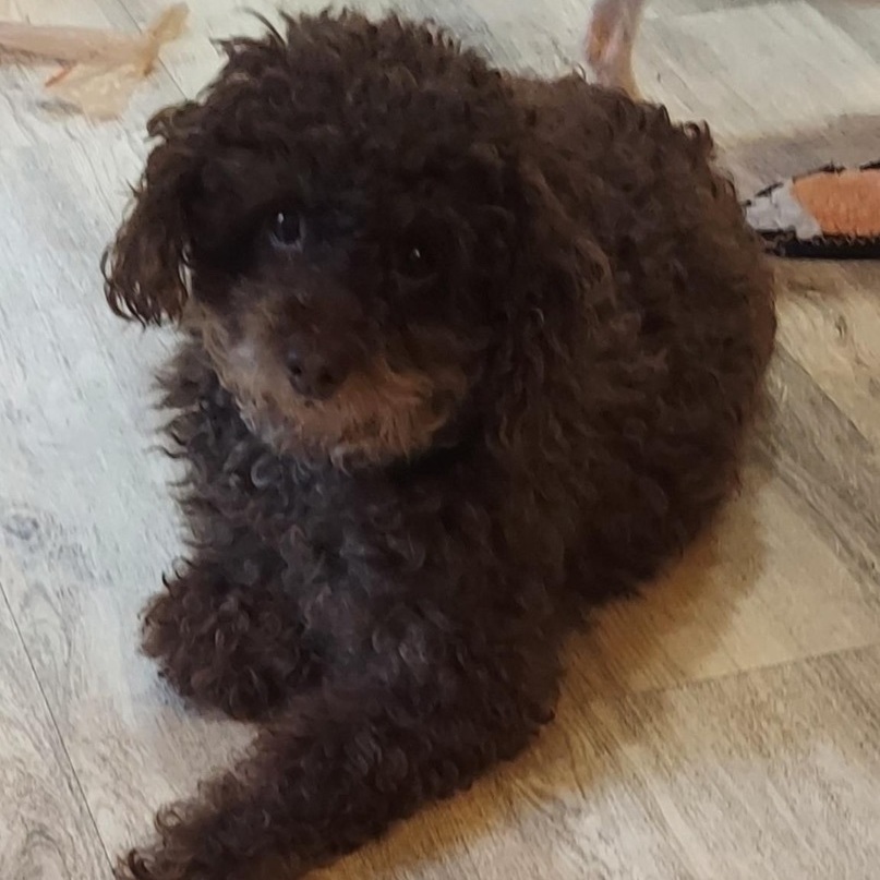 Enlarge Lenny, an adoptable Miniature Poodle in Orland Park, IL image 2/5