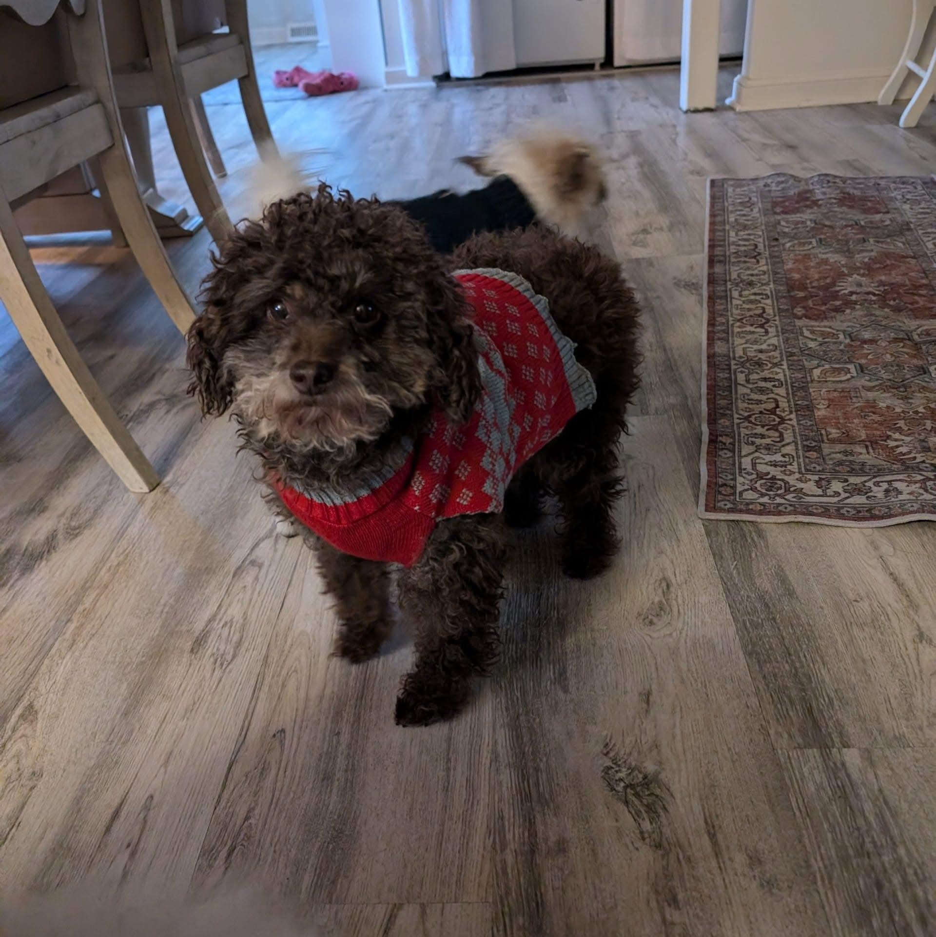 Lenny, adoptable, Adult Male Miniature Poodle.