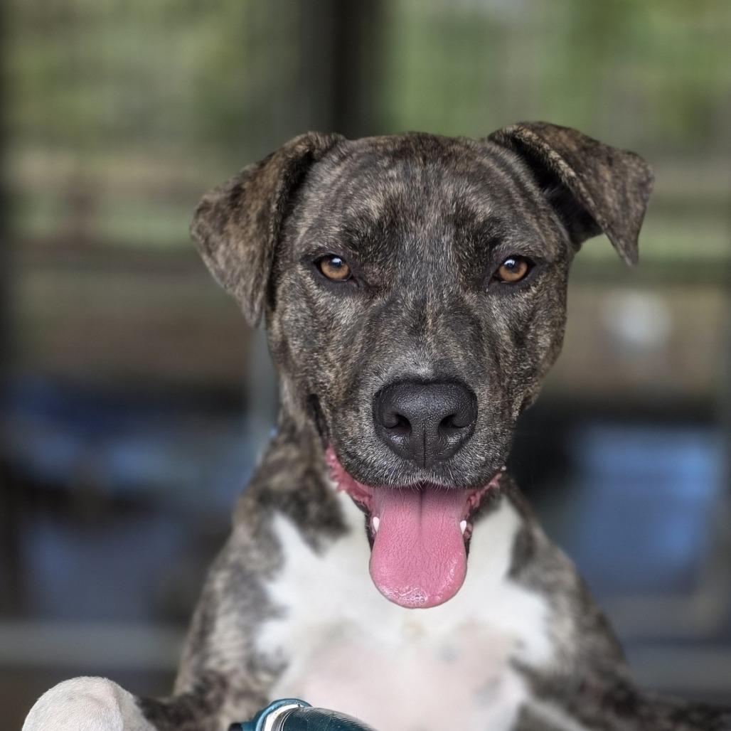 Enlarge Cory, a Adoptable Pit Bull Terrier in Wiggins, MS image 1/3