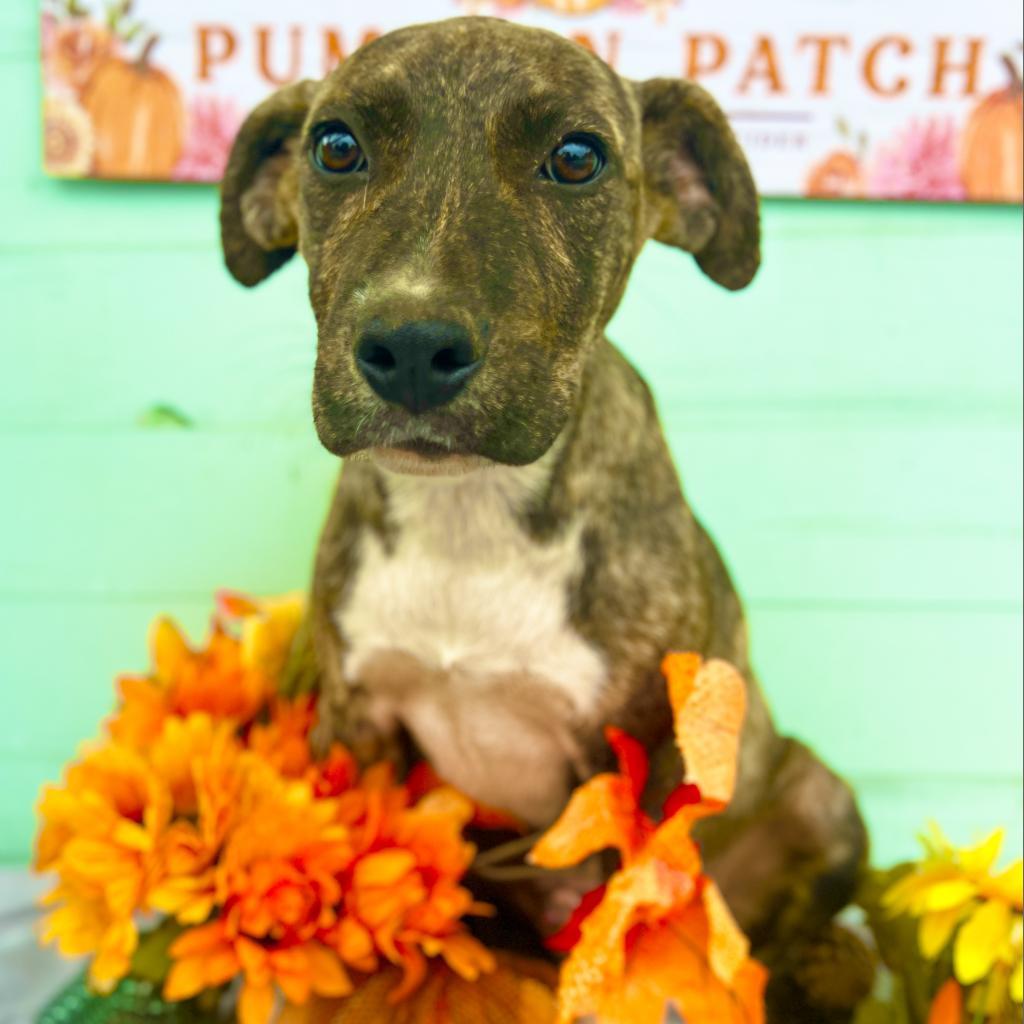 Cory, a Adoptable Pit Bull Terrier in Wiggins, MS image 1/2