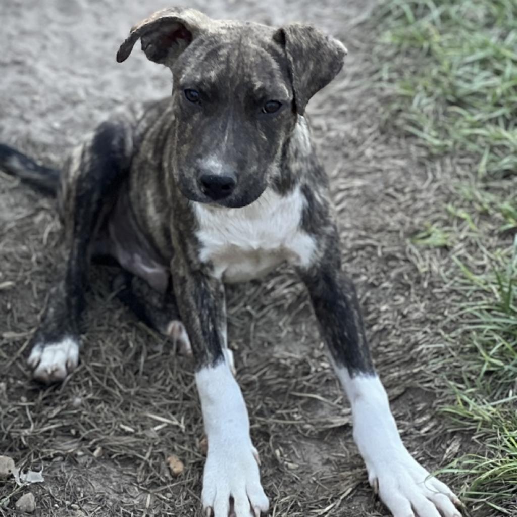 Cory, Adoptable, Adult Male Pit Bull Terrier.
