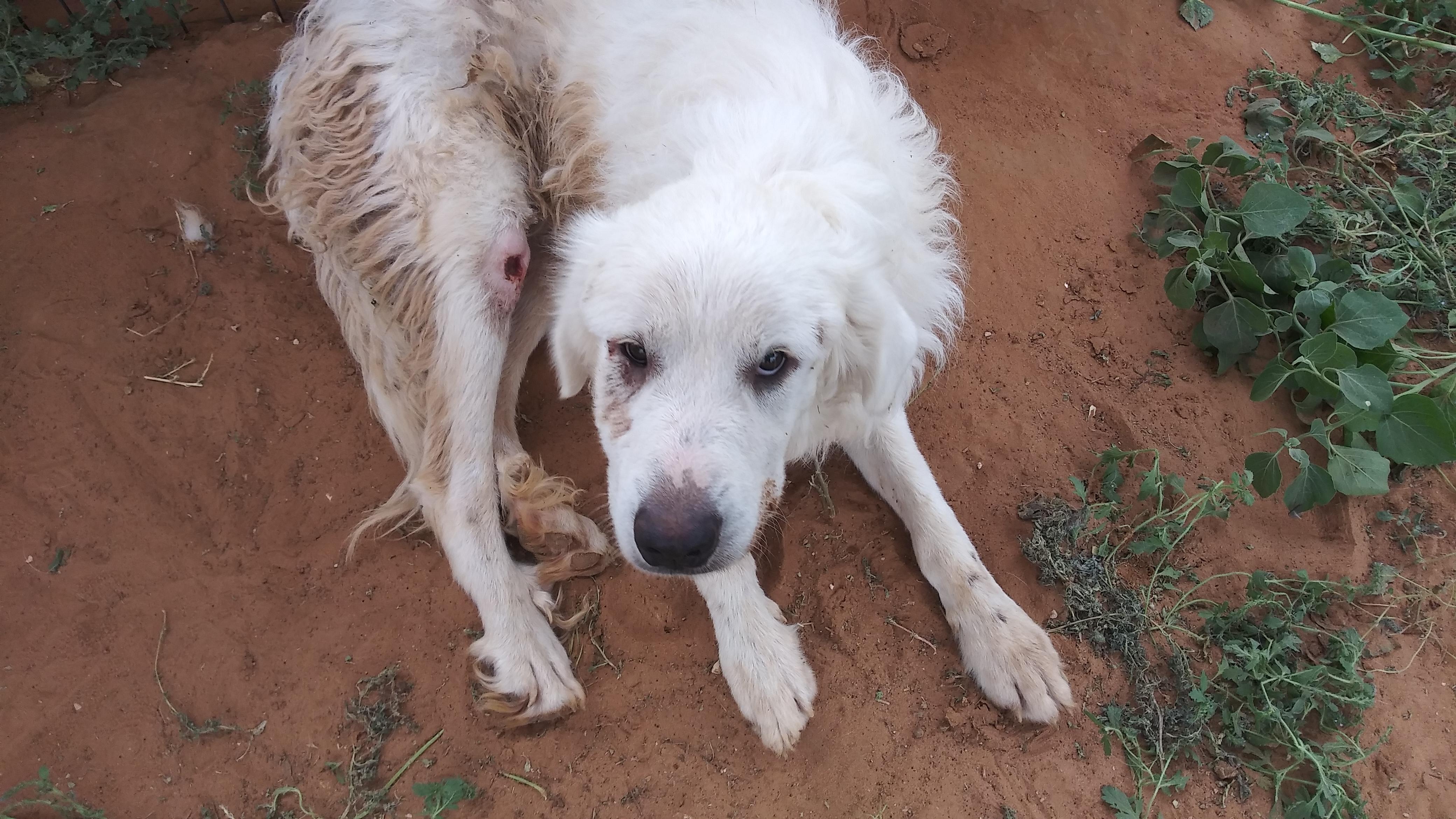 Enlarge Yugi, a Adoptable Great Pyrenees in Anton, TX image 1/1