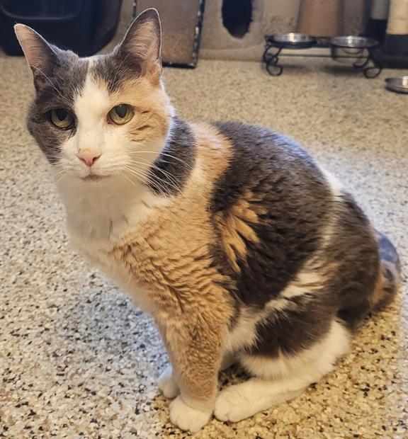 Penny, a ADOPTABLE Domestic Short Hair in Schaumburg, IL image 3/3