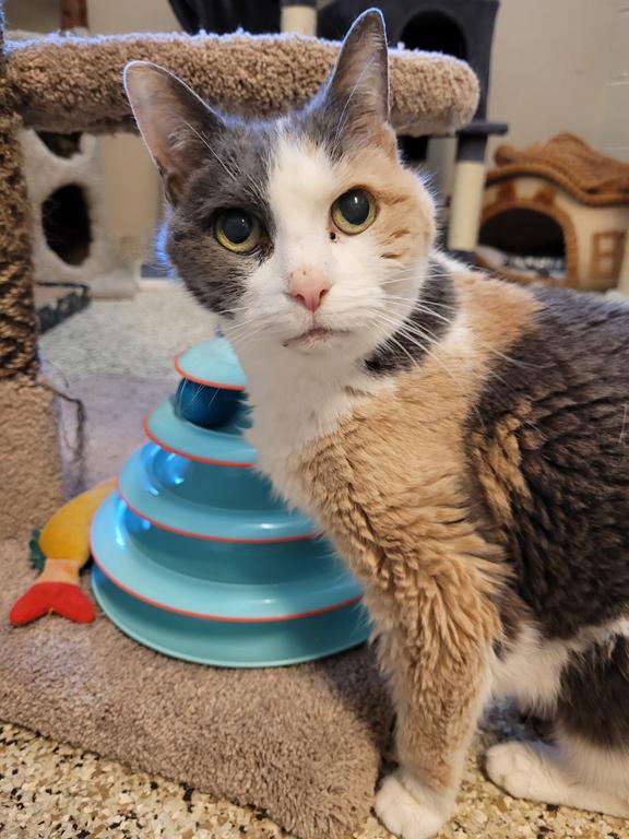Penny, a ADOPTABLE Domestic Short Hair in Schaumburg, IL image 1/3