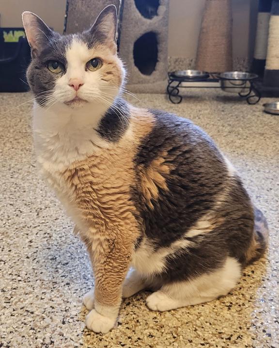 Penny, a ADOPTABLE Domestic Short Hair in Schaumburg, IL image 2/3