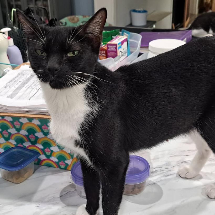 Daphne, Adoptable, Young Female Domestic Short Hair.
