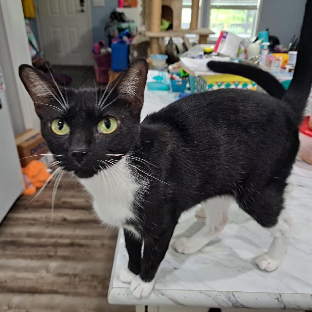 Daphne, a Adoptable Domestic Short Hair in Denison, TX image 2/4