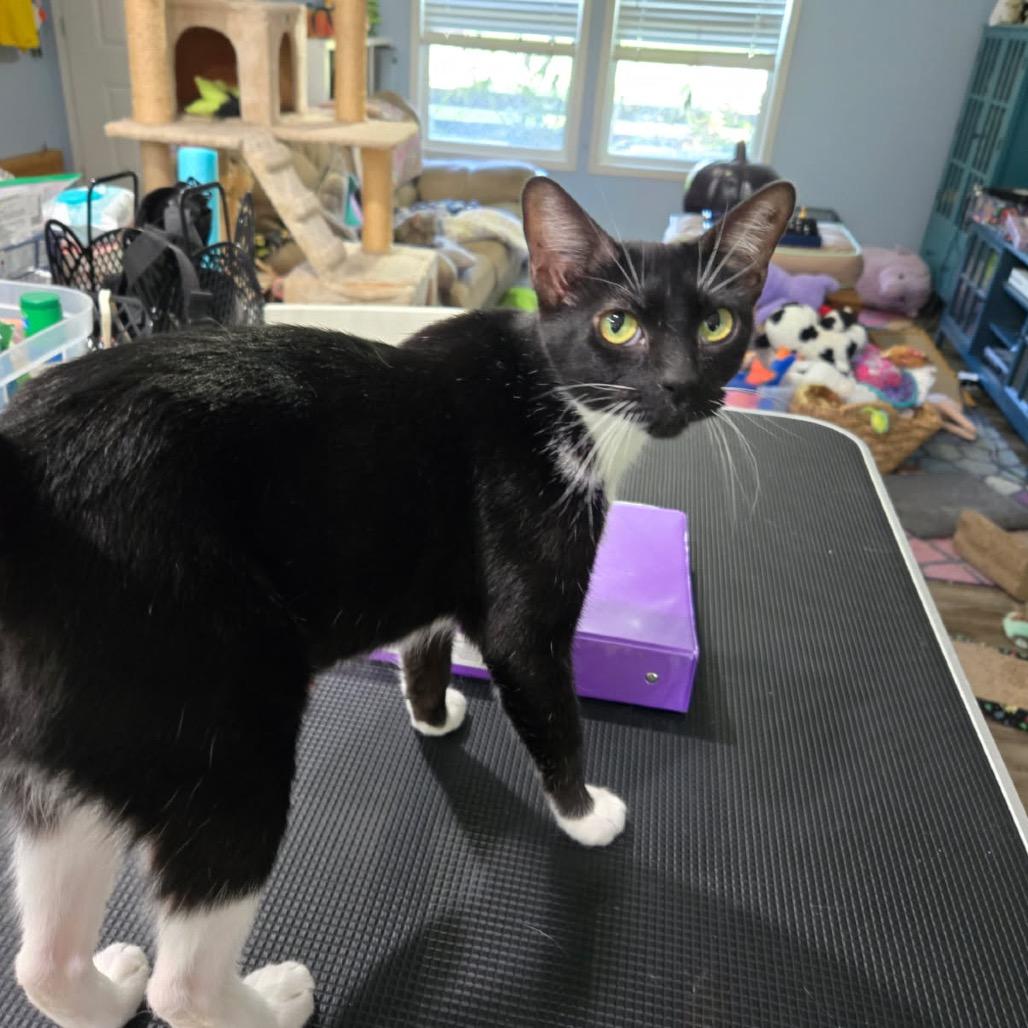 Daphne, a Adoptable Domestic Short Hair in Denison, TX image 3/4