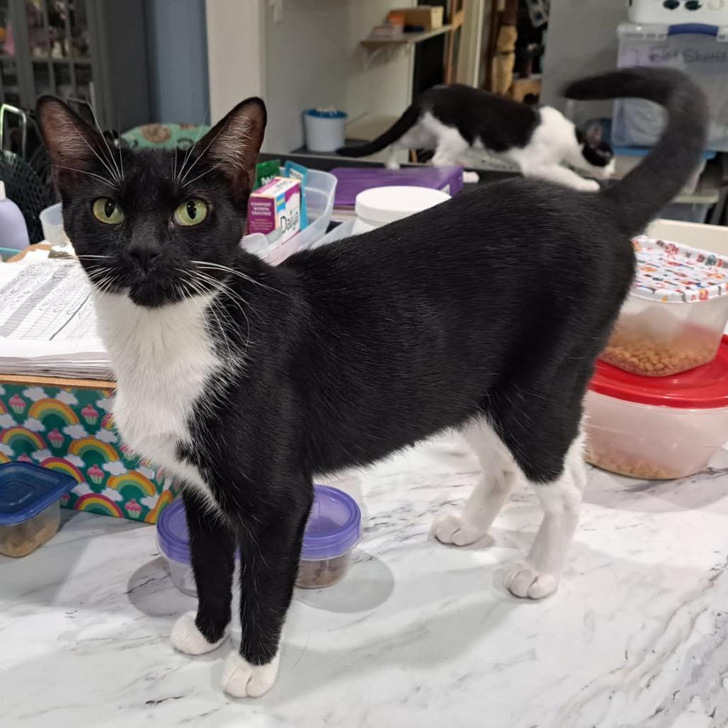 Daphne, a Adoptable Domestic Short Hair in Denison, TX image 4/4