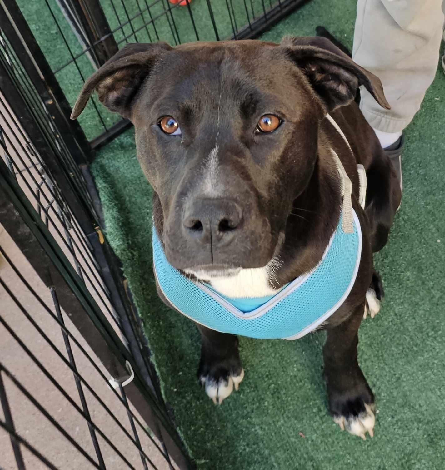 June Bug, Baby Male Pit Bull Terrier