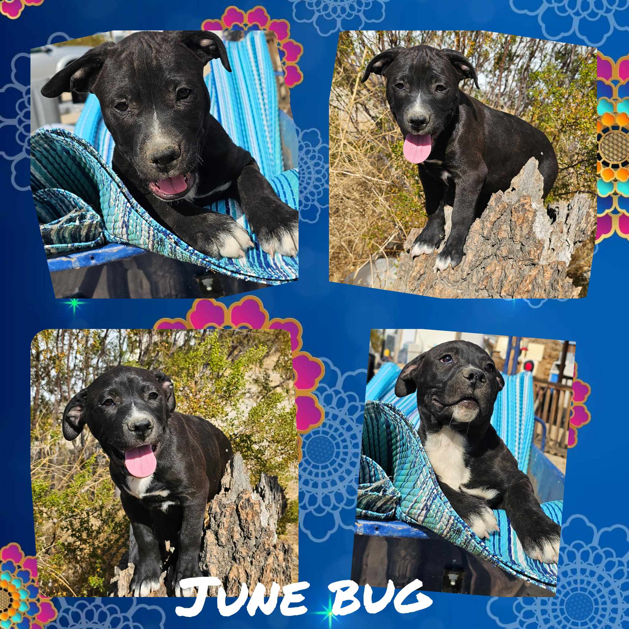 June Bug photo 3