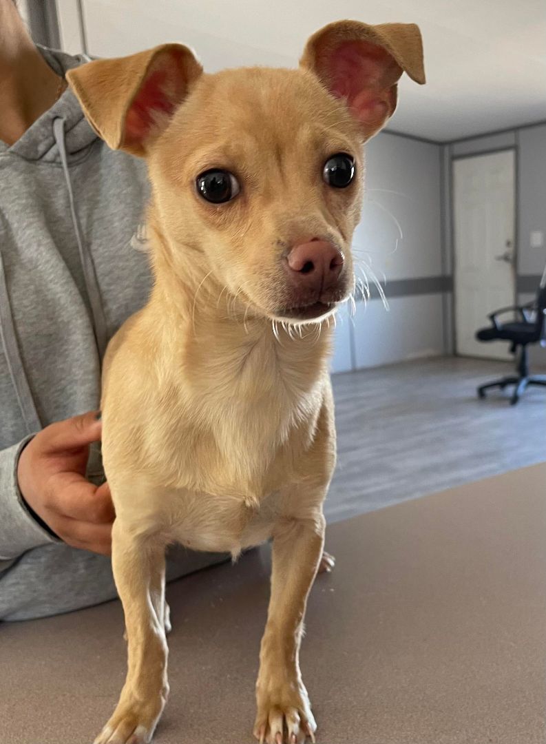 Lilly, an adopted Chihuahua in Socorro, NM_image-1