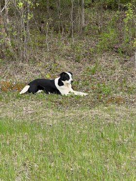 Chuck, Adoptable, Adult Male Border Collie.