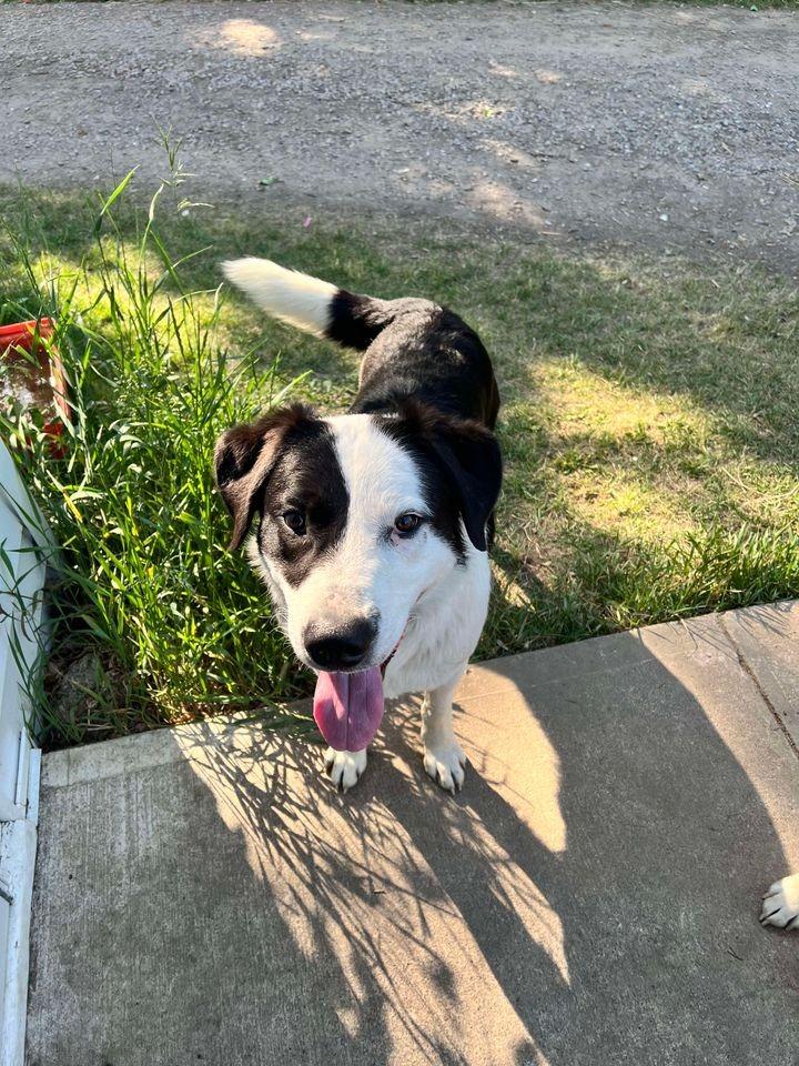 Enlarge Chuck, a Adoptable Border Collie in Didsbury, AB image 4/6