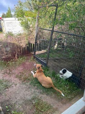 Enlarge Chuck, a Adoptable Border Collie in Didsbury, AB image 5/6