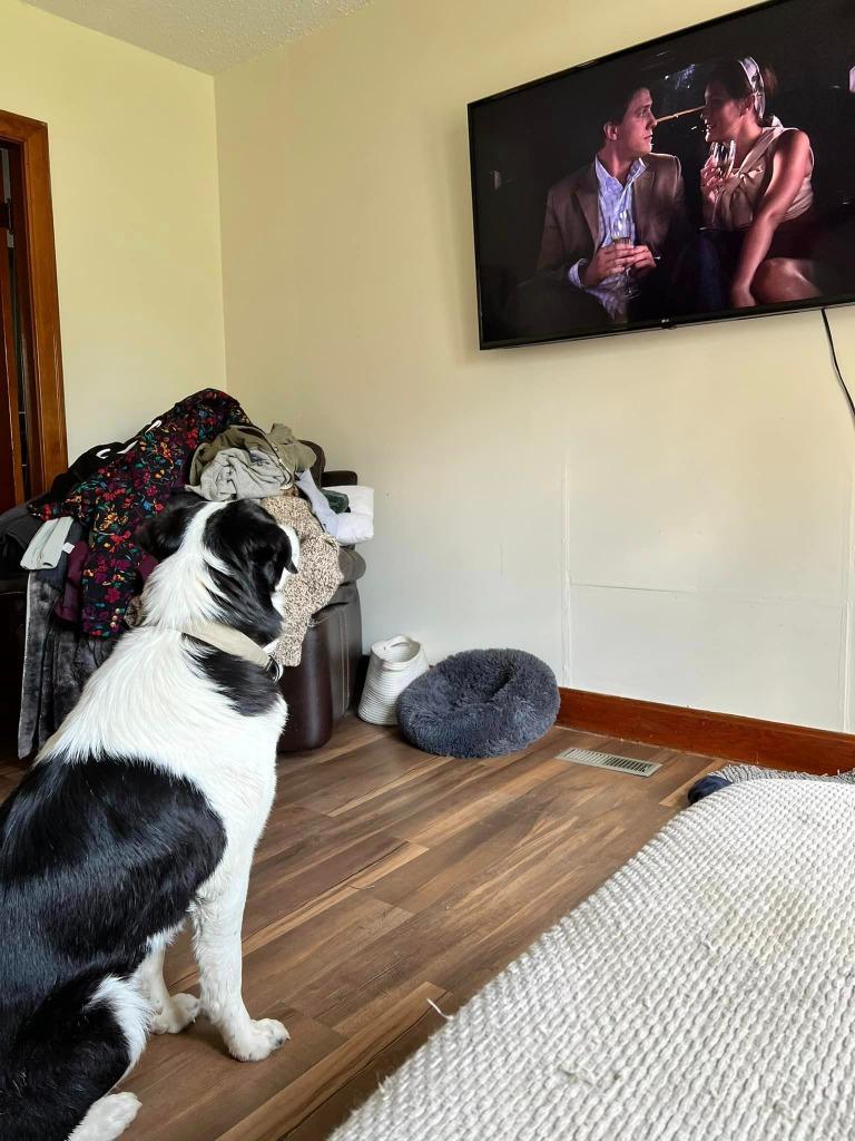 Enlarge Chuck, a Adoptable Border Collie in Didsbury, AB image 6/6