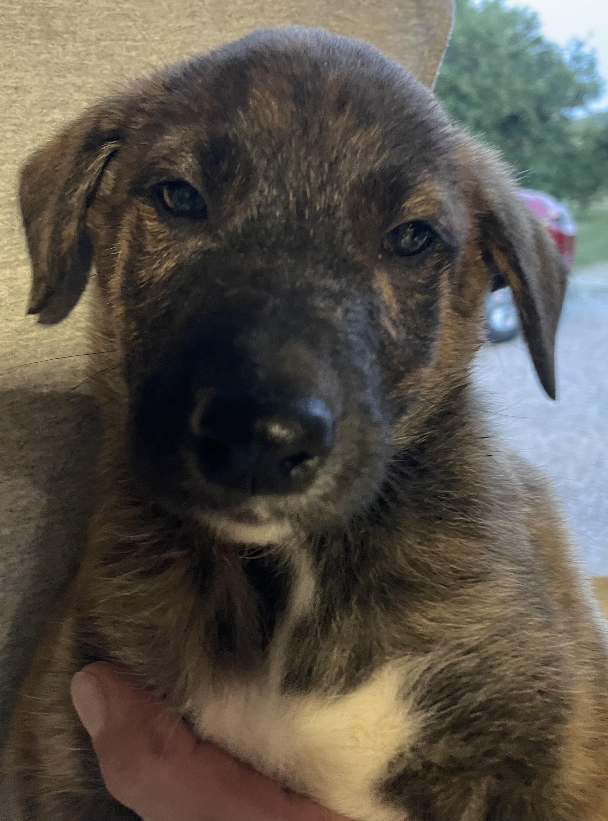 Enlarge Norman, a Adoptable mixed breed in Plainfield, IN image 1/1