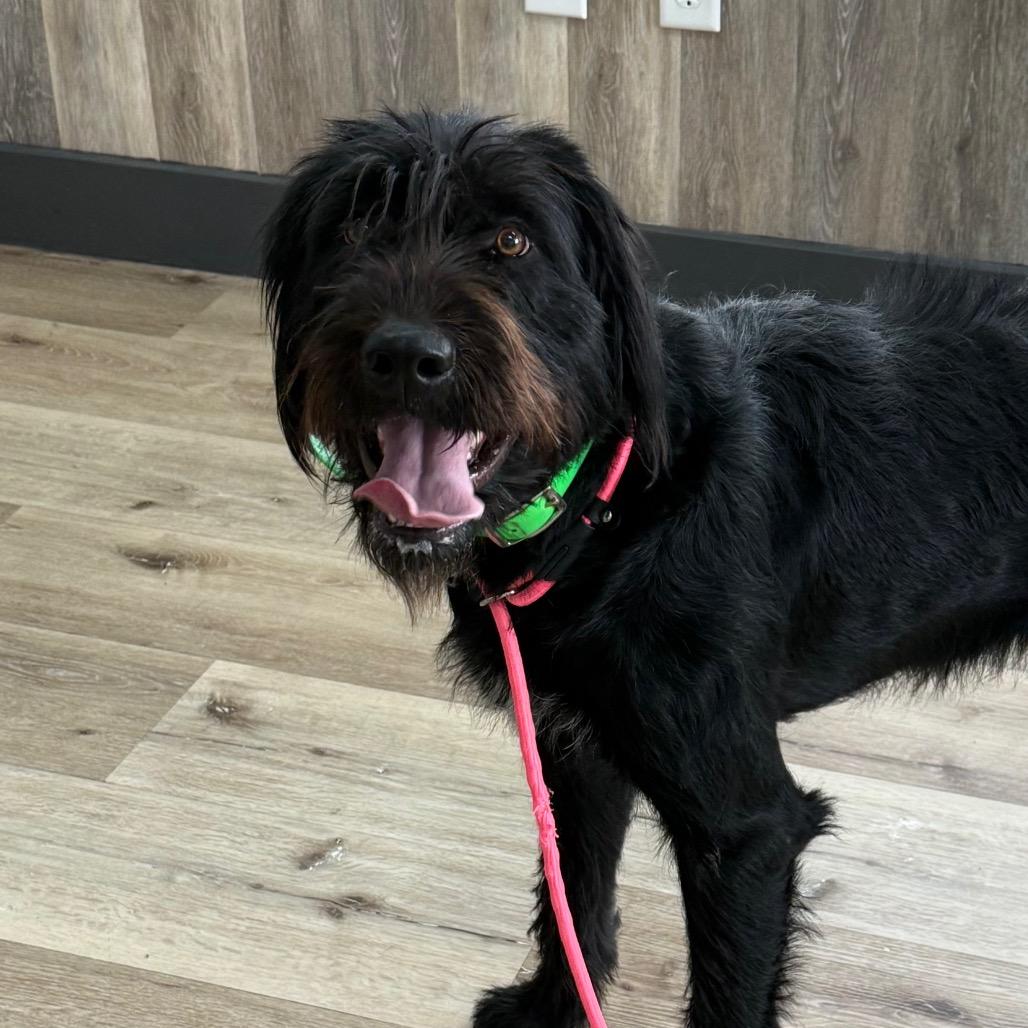 Maggie, Adoptable, Adult Female German Wirehaired Pointer & Black Labrador Retriever.