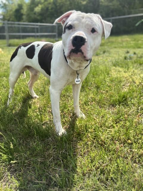 ASPEN, Adoptable, Young Male Pit Bull Terrier.