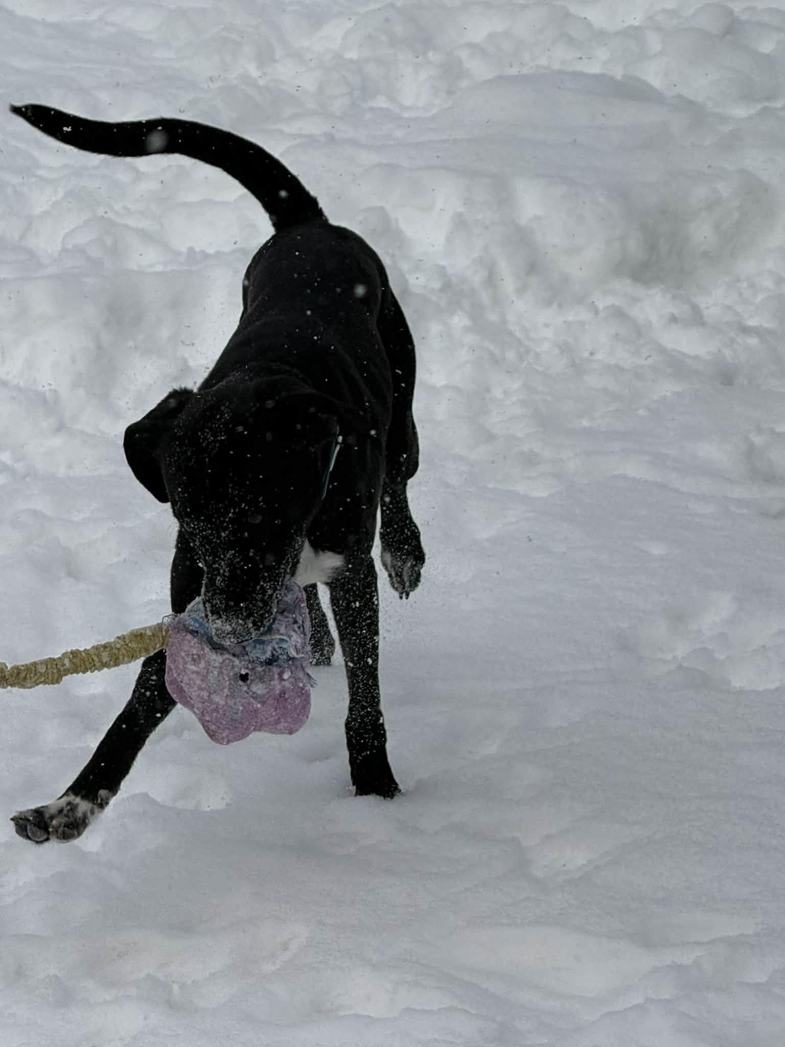Enlarge Zeus, a Adoptable mixed breed in Strongsville, OH image 1/3
