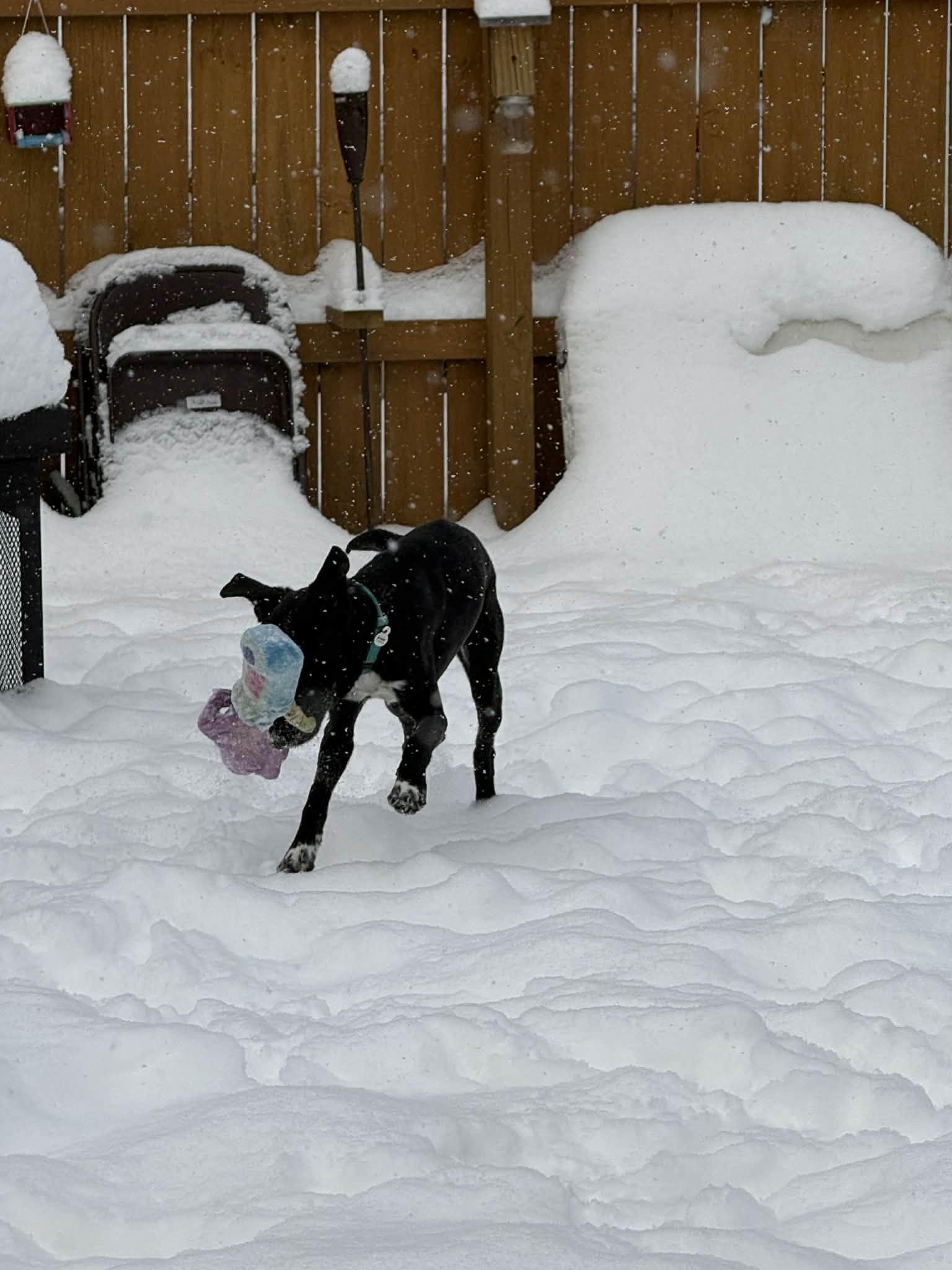 Enlarge Zeus, a Adoptable mixed breed in Strongsville, OH image 2/3