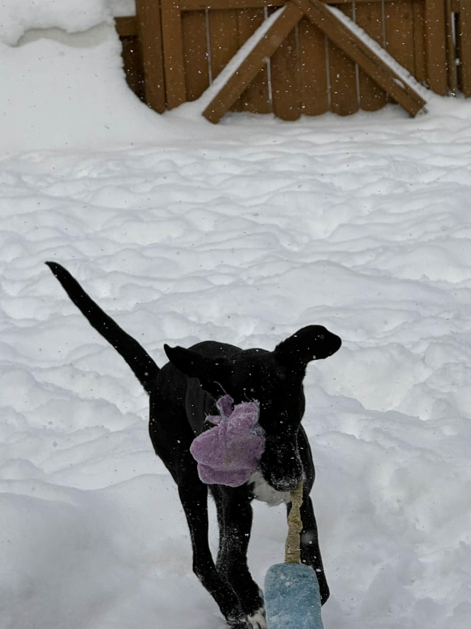 Enlarge Zeus, a Adoptable mixed breed in Strongsville, OH image 3/3